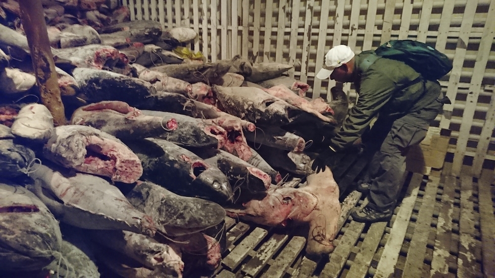 Galapagos park rangers make an August 2017 inspection of a Chinese flagship where 300 tonnes of marine species, several of them in danger of extinction, were found