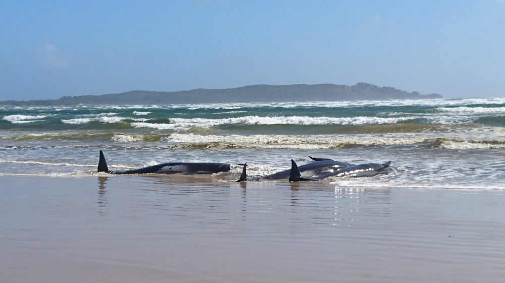 A handout photo released by the Tasmania Police shows whales stranded on a sandbar in Macquarie Harbour. Rescue efforts are under way