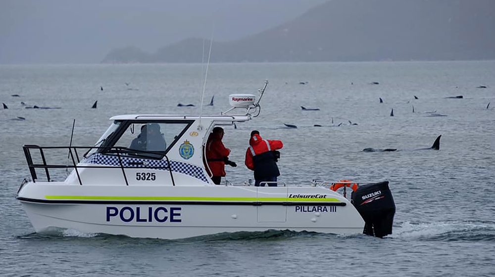 A police boat sailing close to the stranded whales; as many as 90 are thought to have died