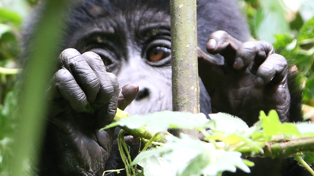 Gorilla