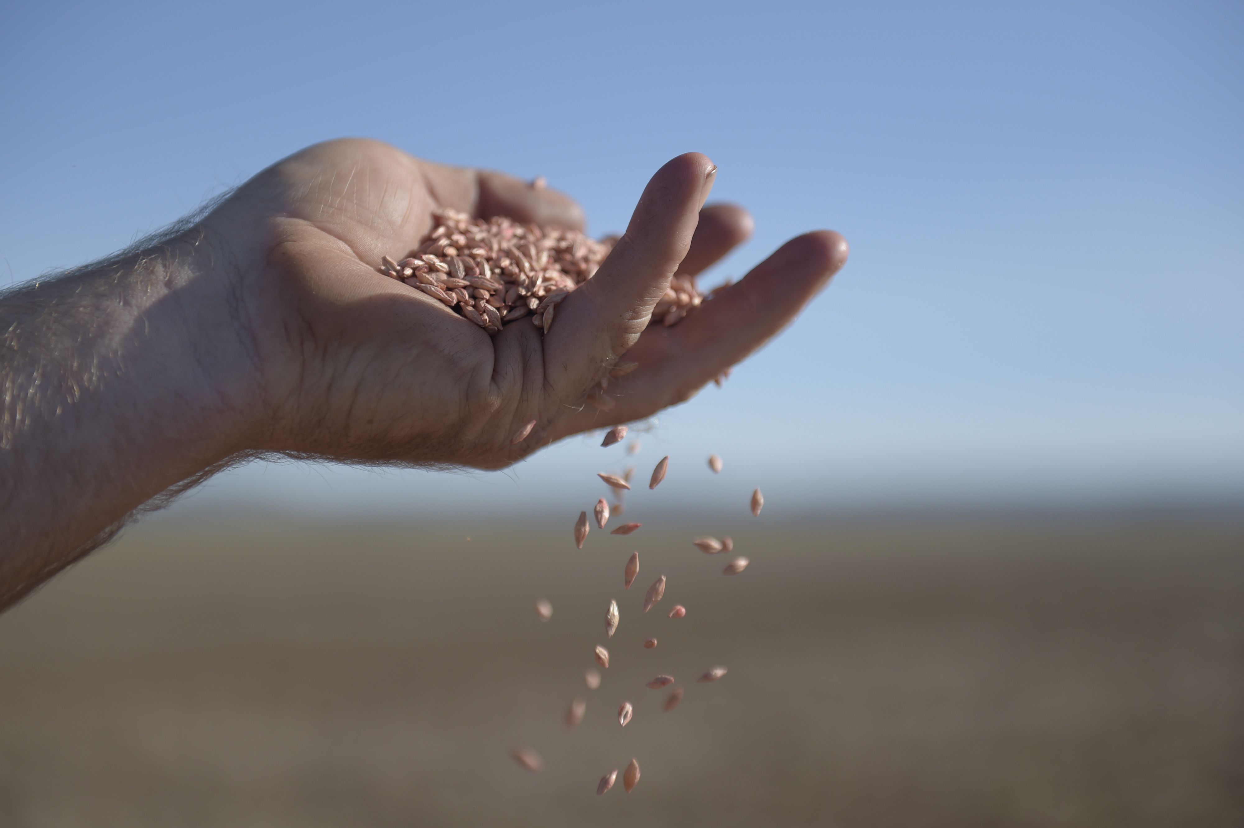 Australia barley harvest