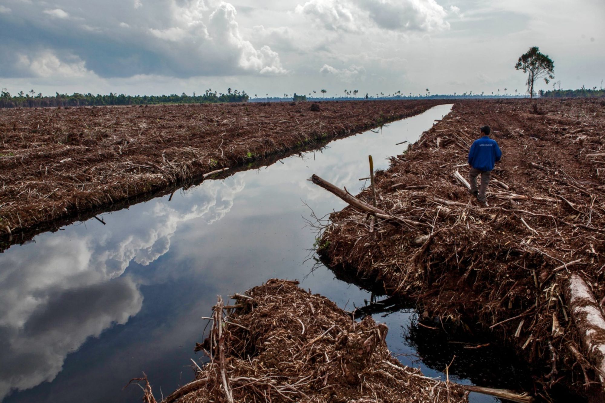 Destruction of forests poses huge risks to climate, nature and the economy, says climate-disclosure platform CDP [File: Ulet Ifansasti/Getty Images]