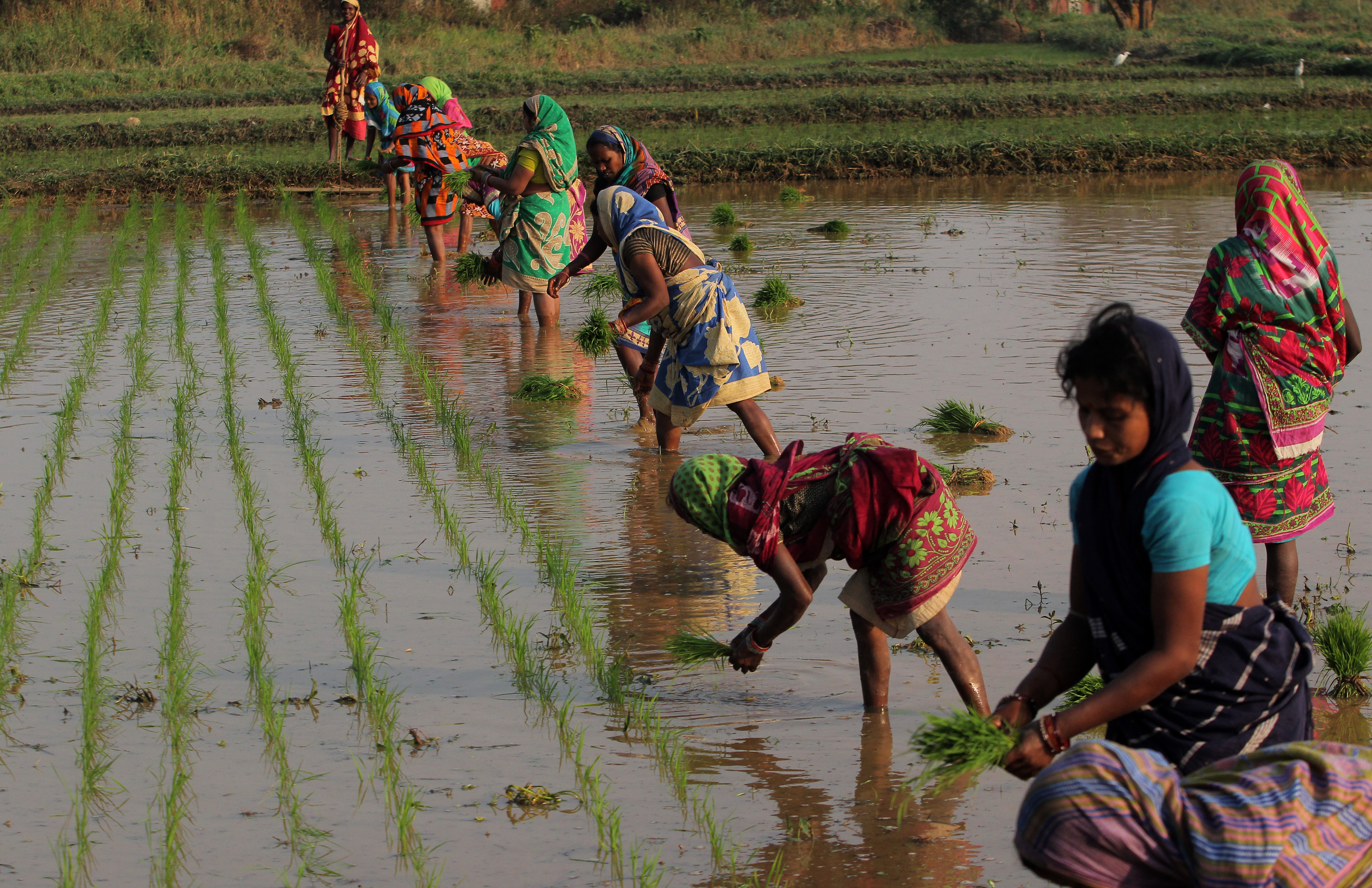 India farmer