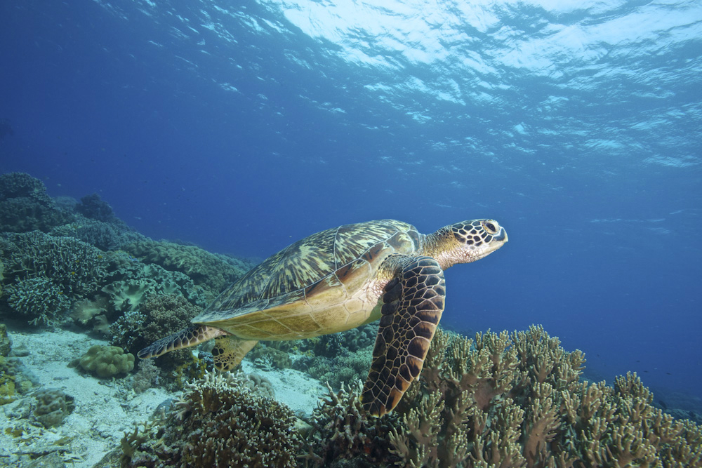 A new initiative aims to protect vast tracts of ocean with the world's seas increasingly under pressure from people and pollution [File: Steve de Neef/Greenpeace via EPA]