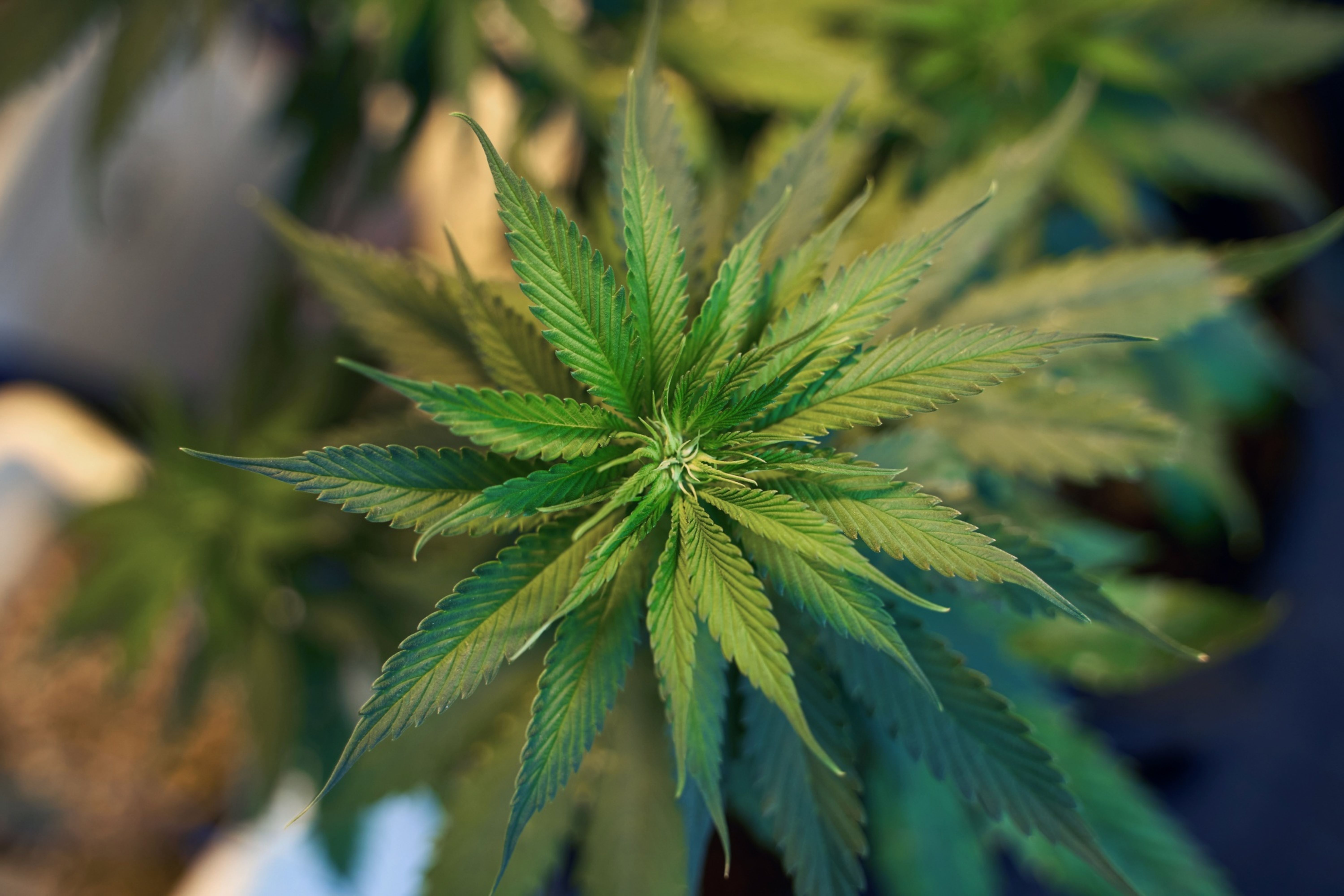 Mexico's proposal to legalise cannabis - shown growing here at a Cannativa AC research lab in Mexico City - has hit a snag in the country's senate, where a revised version of the bill is under consideration [File: Maurio Palos/Bloomberg]