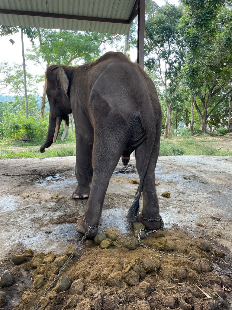 One of the elephants at BEC [Suoplied]