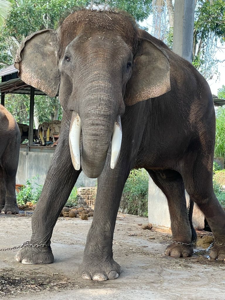 Elephants at BEC were found to be just ‘skin and bones’ after the coronavirus pandemic forced the park to close [Supplied]