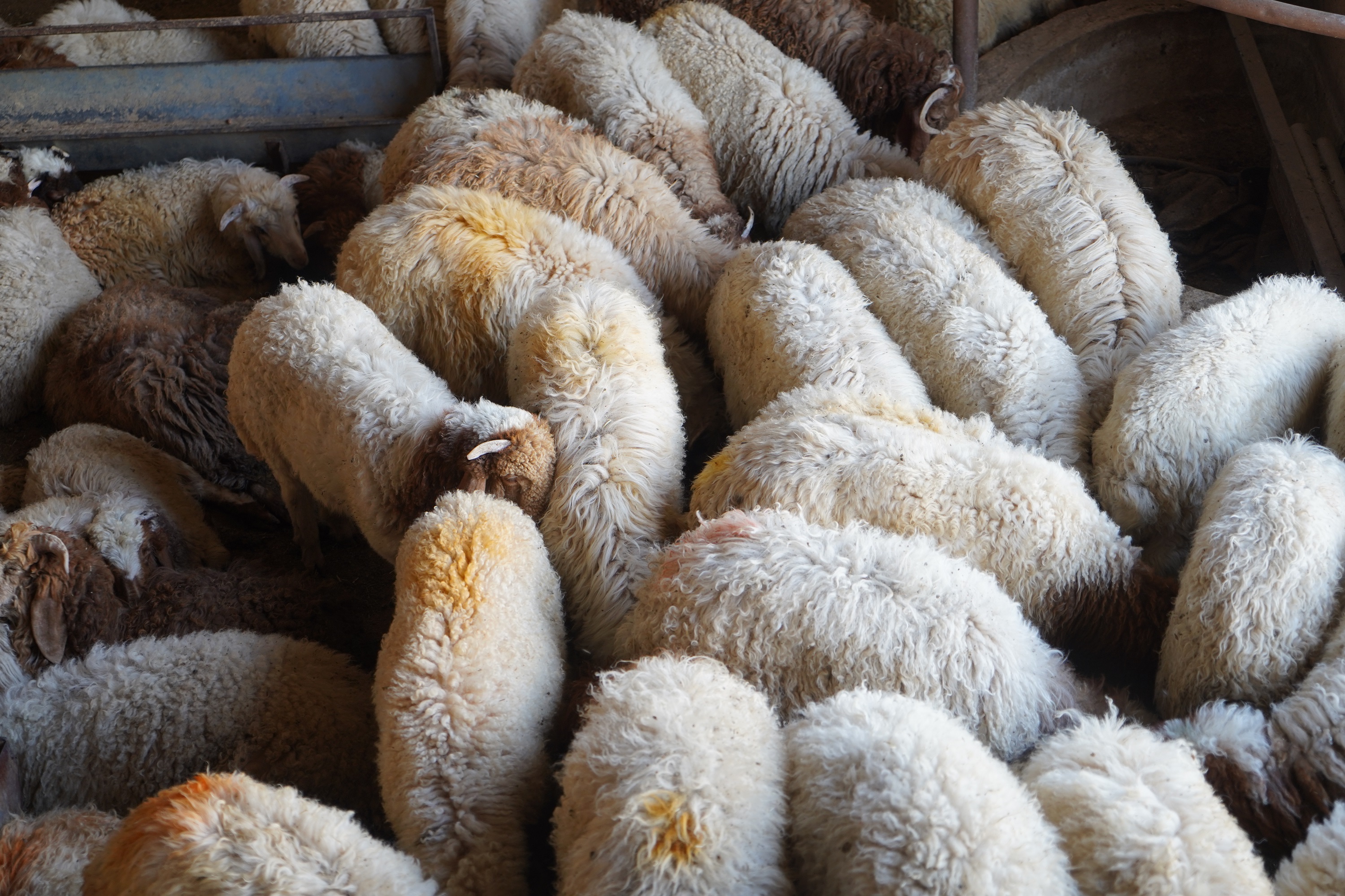 Indigenous to Lebanon, Awassi sheep produce lots of wool – tonnes of which are thrown away each year [Courtesy of Adrian Pepe]