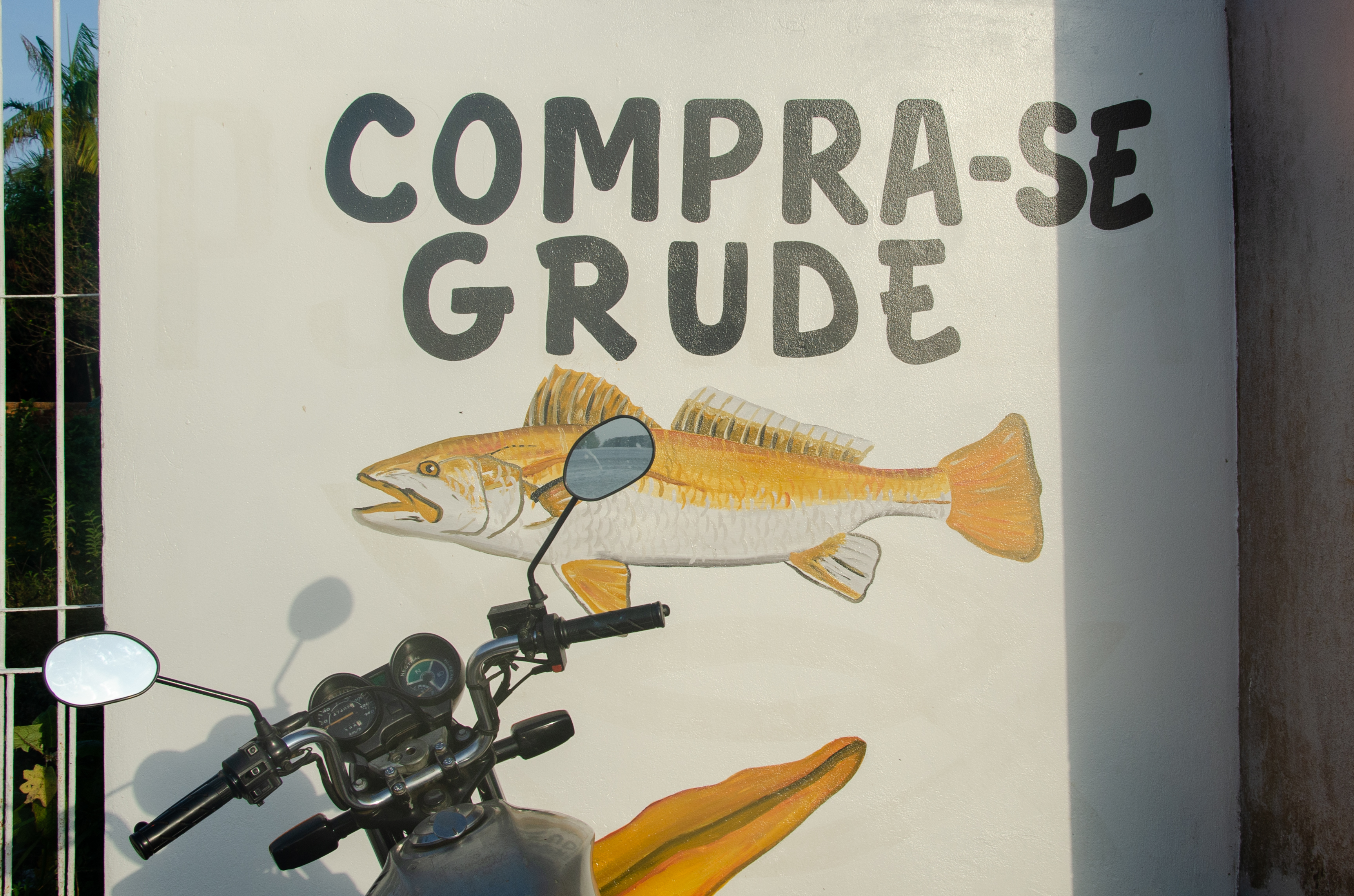 A painted sign showing a yellow croaker with the words: "We buy fish maw.”