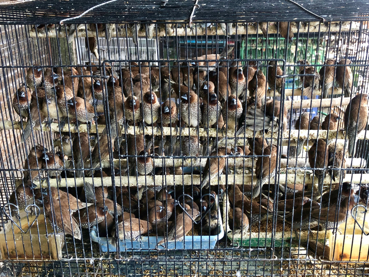 Birds packed side-by-side on wooden perches iand in plastic containers into a small cage 