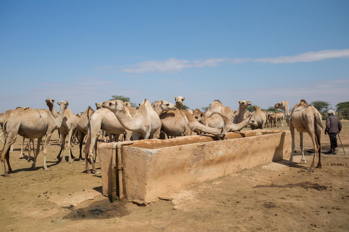Somalia is in the grip of a serious drought which is leading to the loss of cattle [Courtesy: Save the Children]