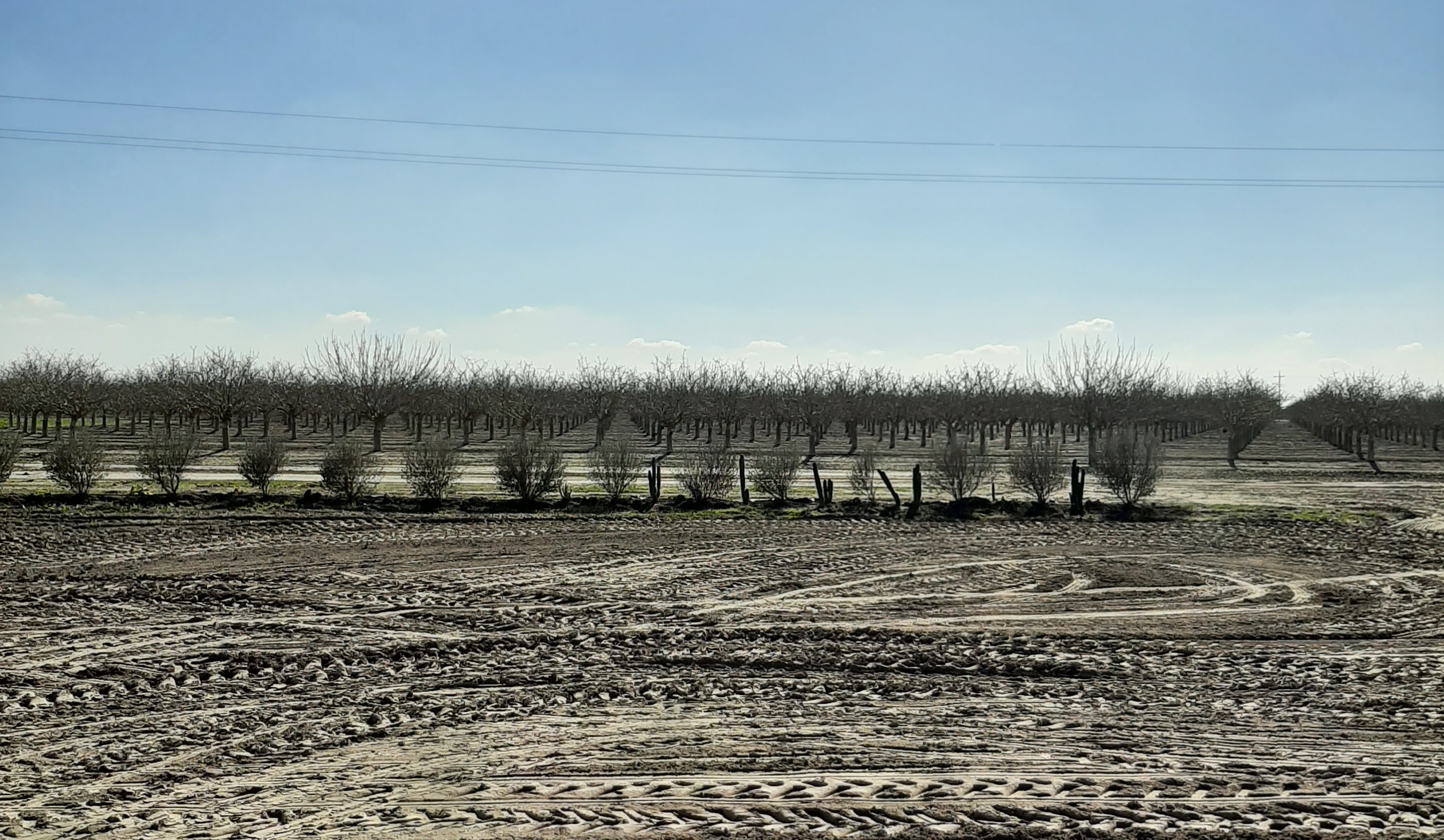 Dry field
