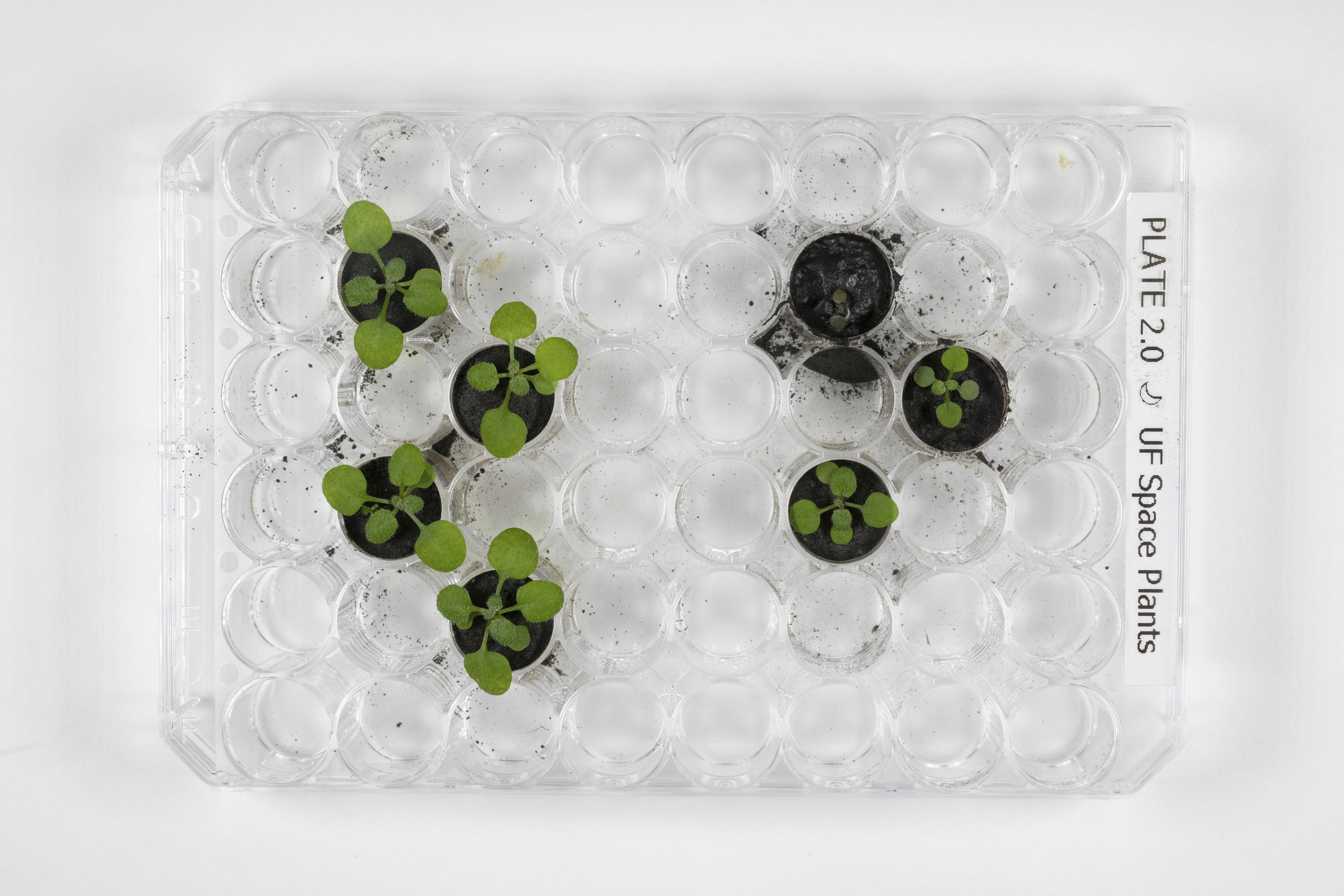 A tray showing the plants grown during the experiment