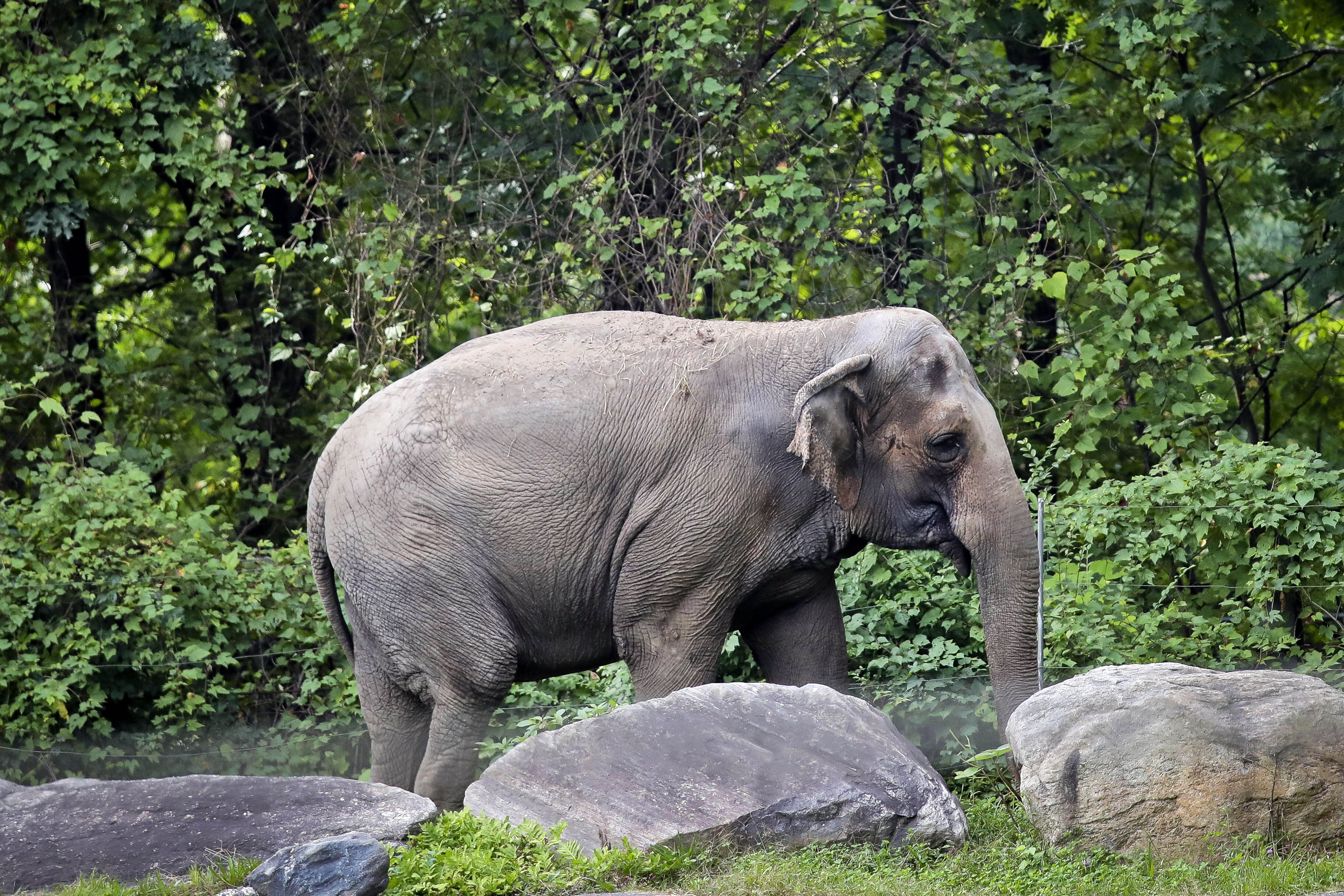 The Nonhuman Rights Project called Happy’s captivity ‘unjust and inhumane’ and said she was worthy of the right reserved in law for ‘a person’ because of her cognitive complexity