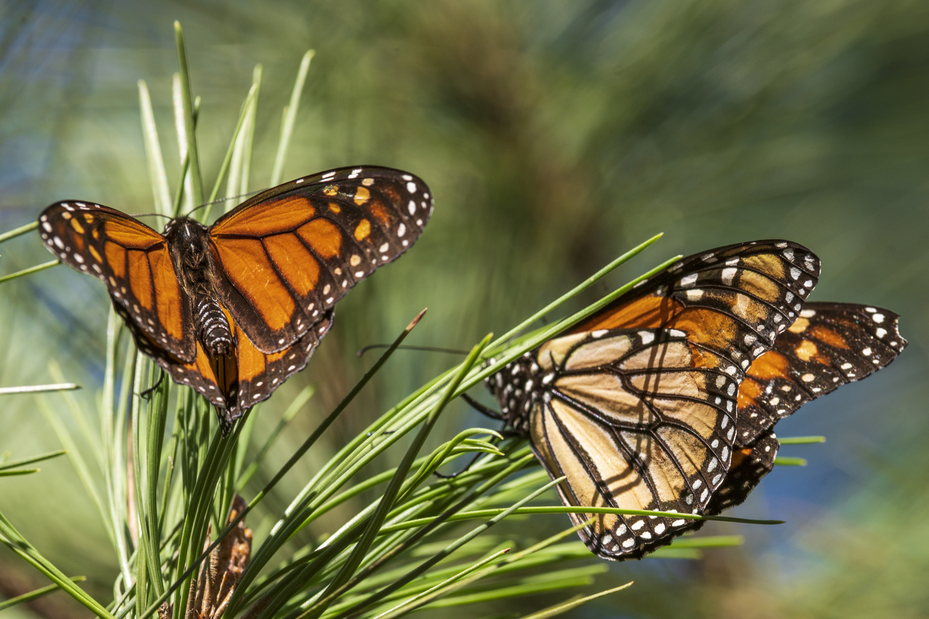 Monarch butterfly