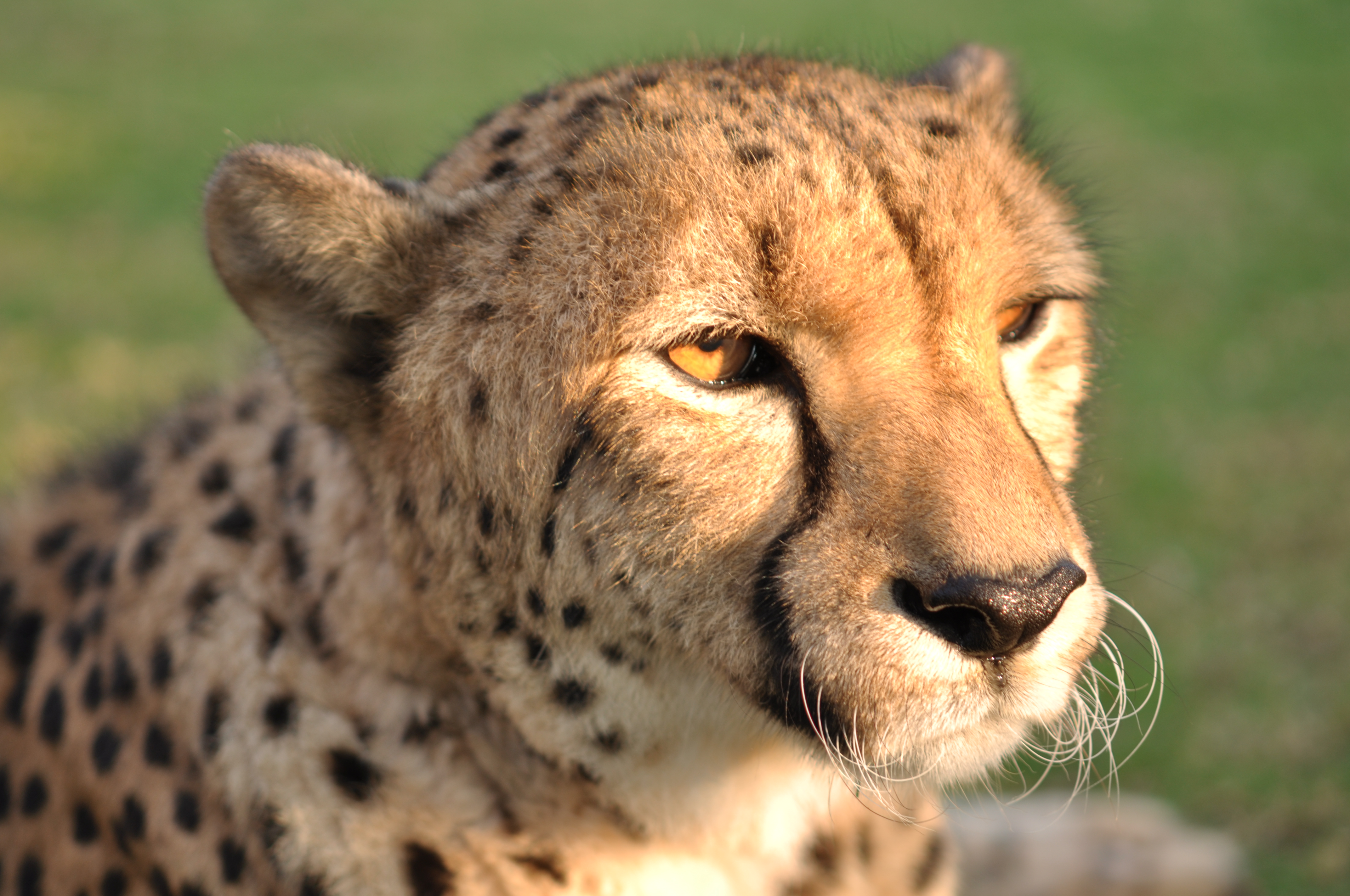 African cheetahs