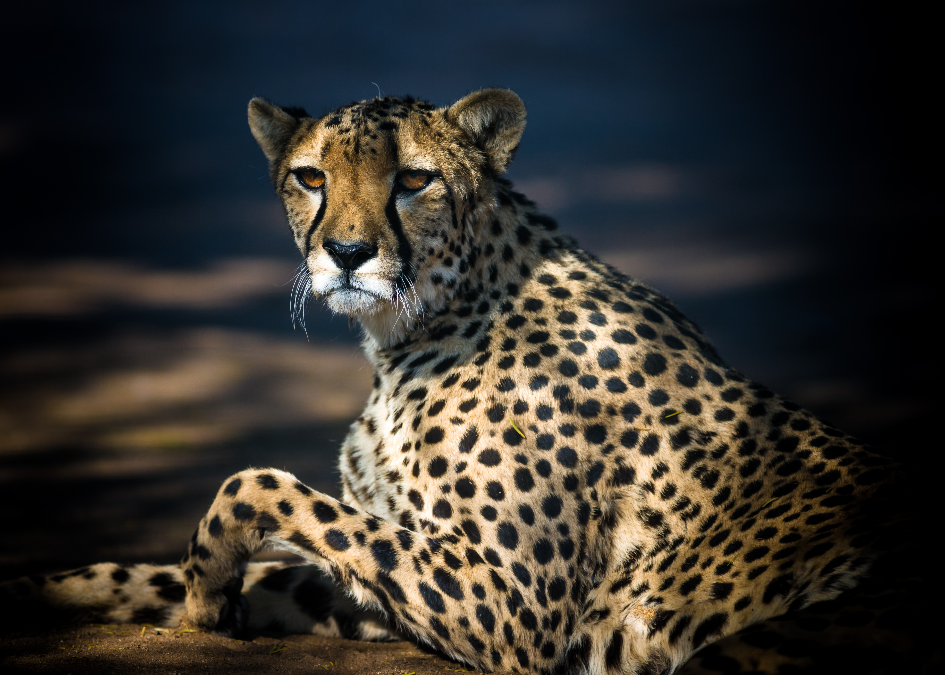 African cheetahs