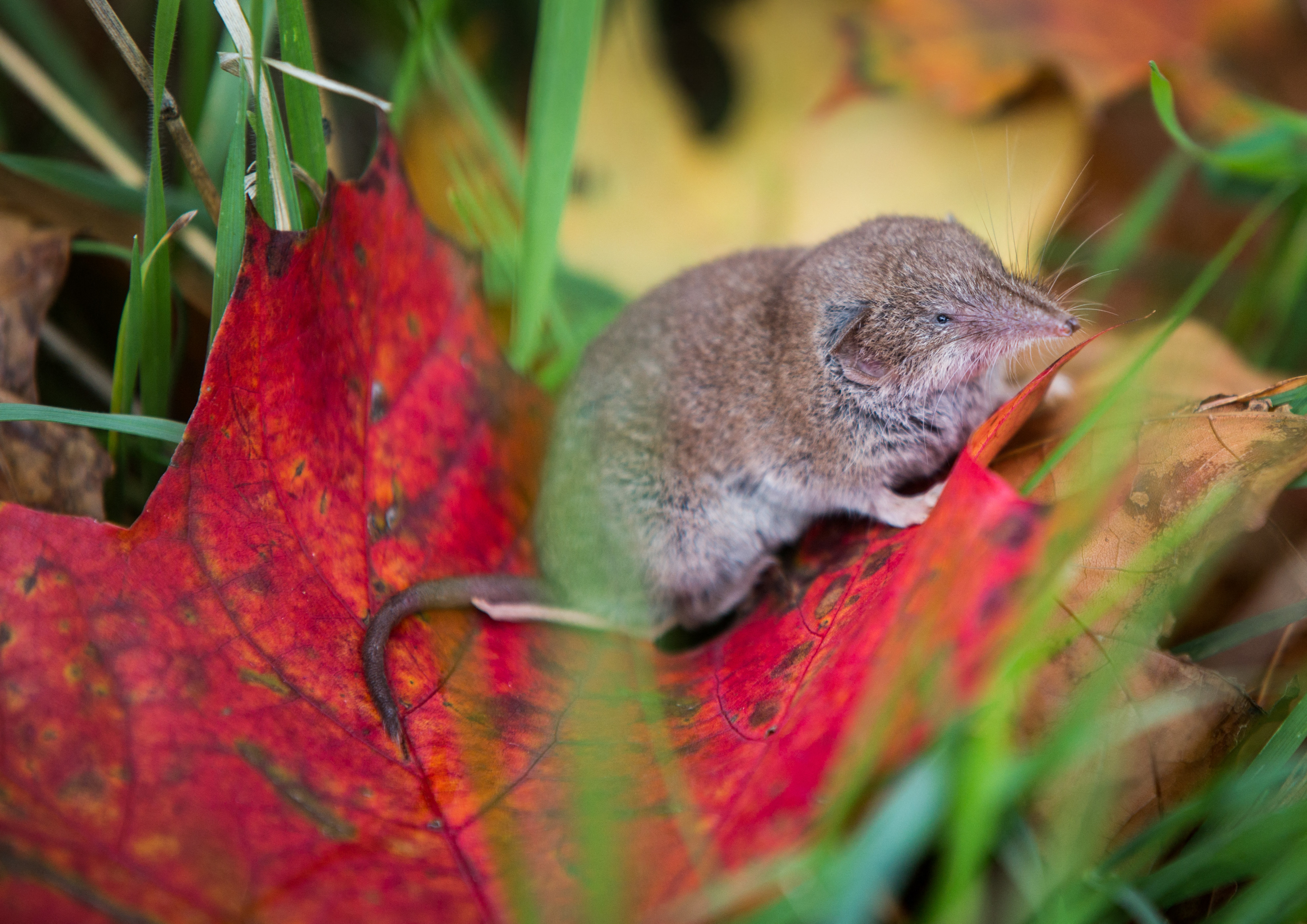 A shrew mouse sits on an autumnally colored leaf on October 6, 2015 in Rossdorf near Darmstadt, western Germany.