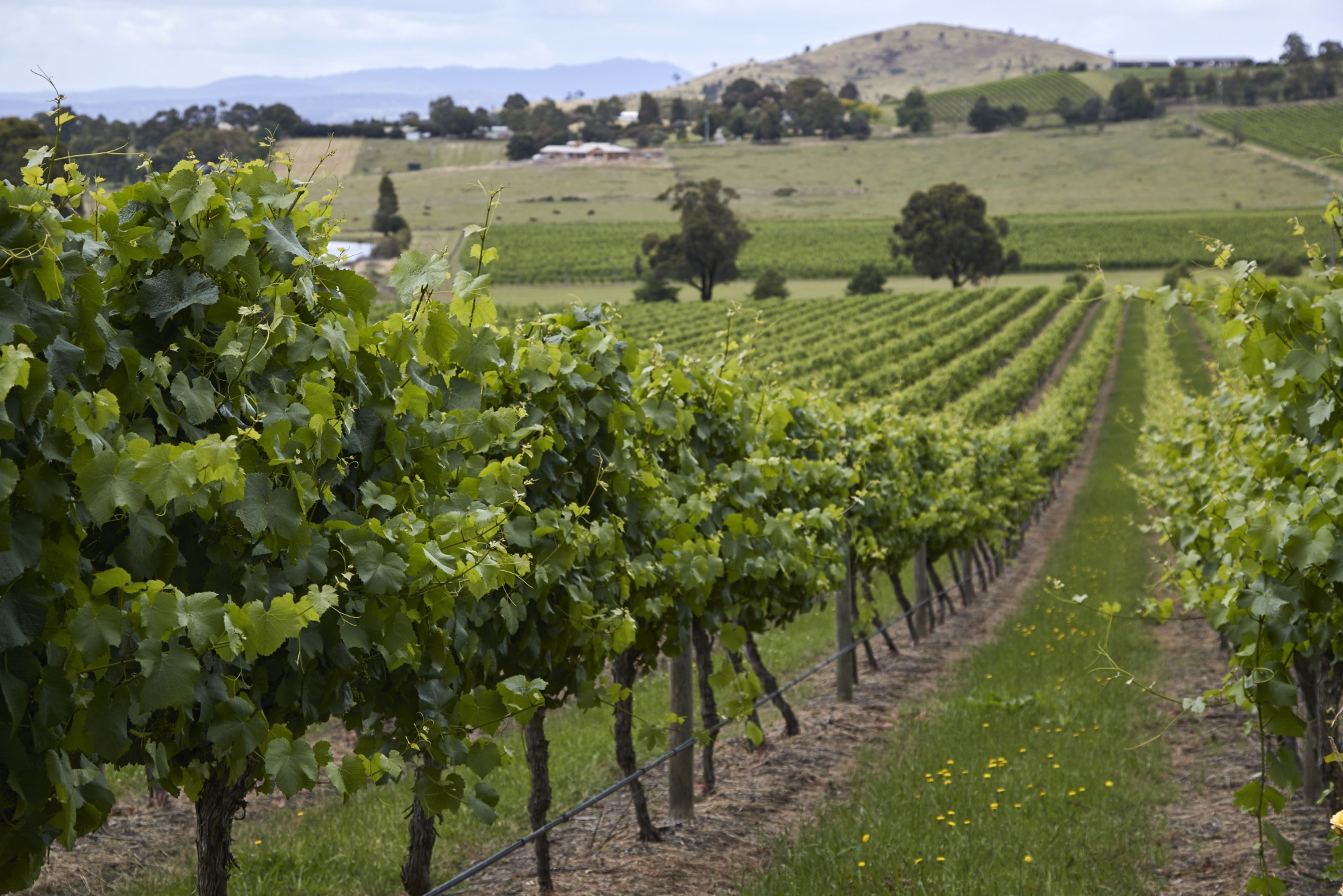 Aussie wine 