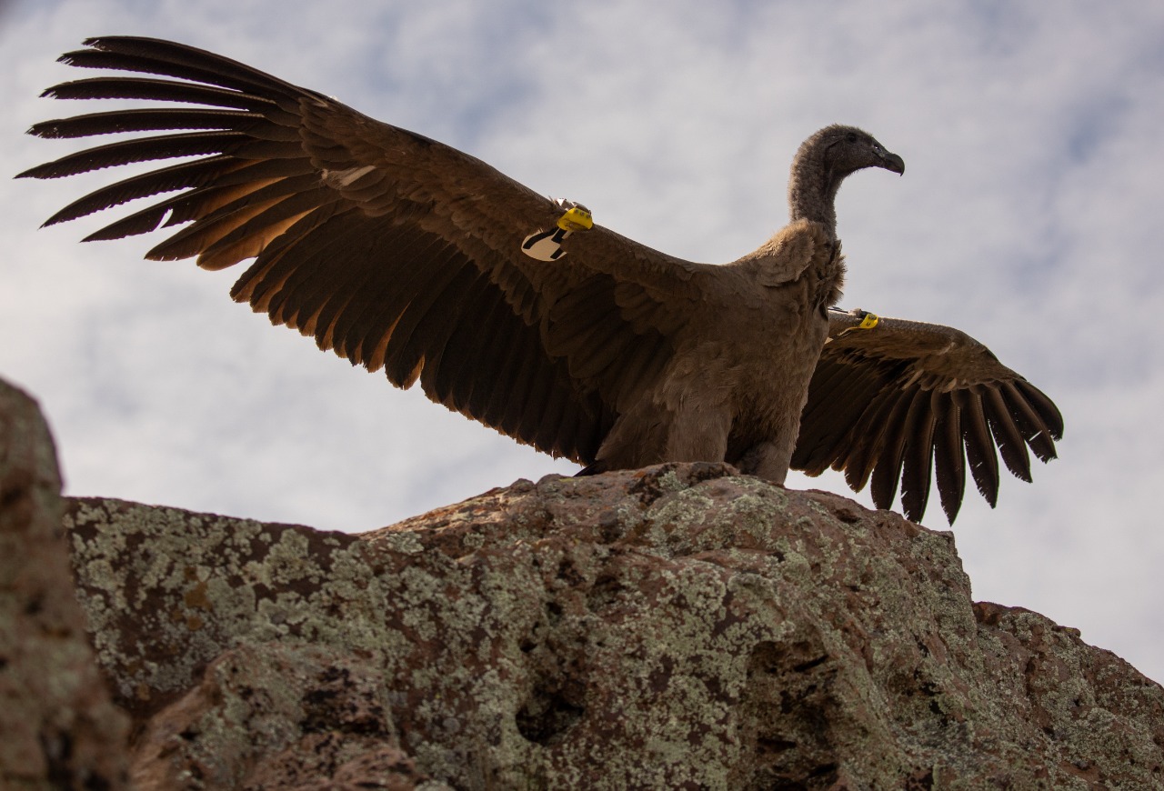 condor