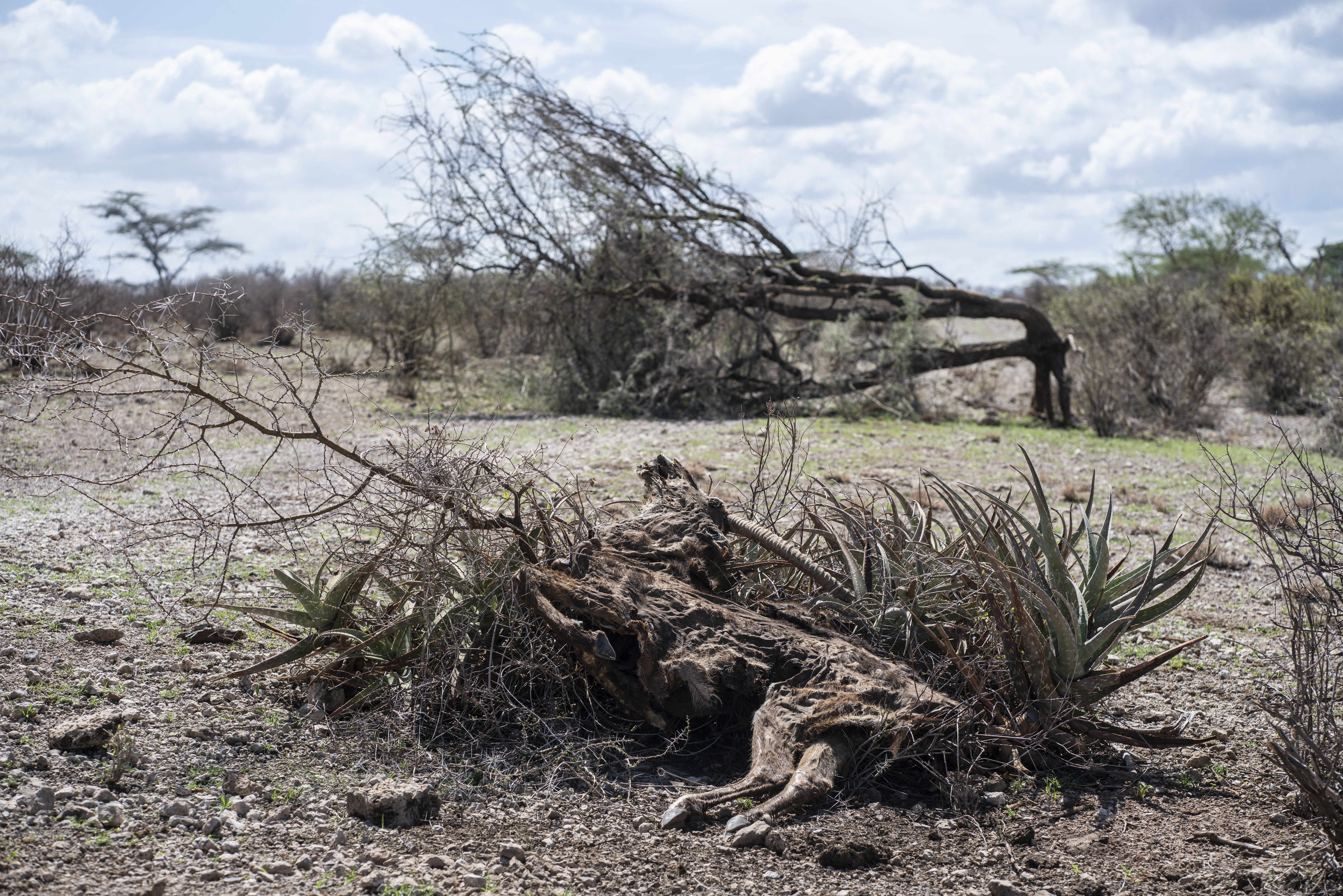 Kenya Drought