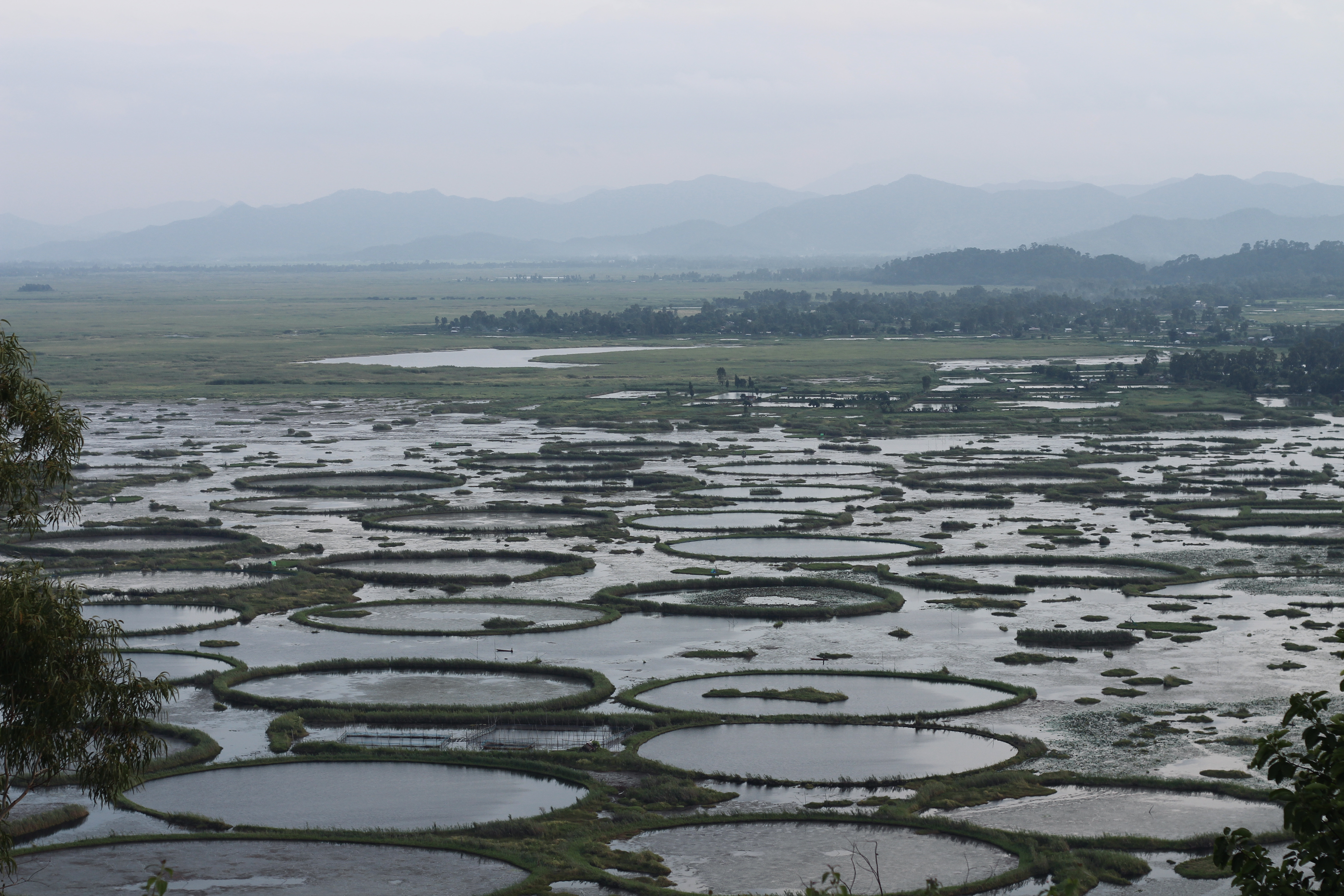 Ataphum rings on Loktak lake. Ataphum is a traditional technique of capture fishing