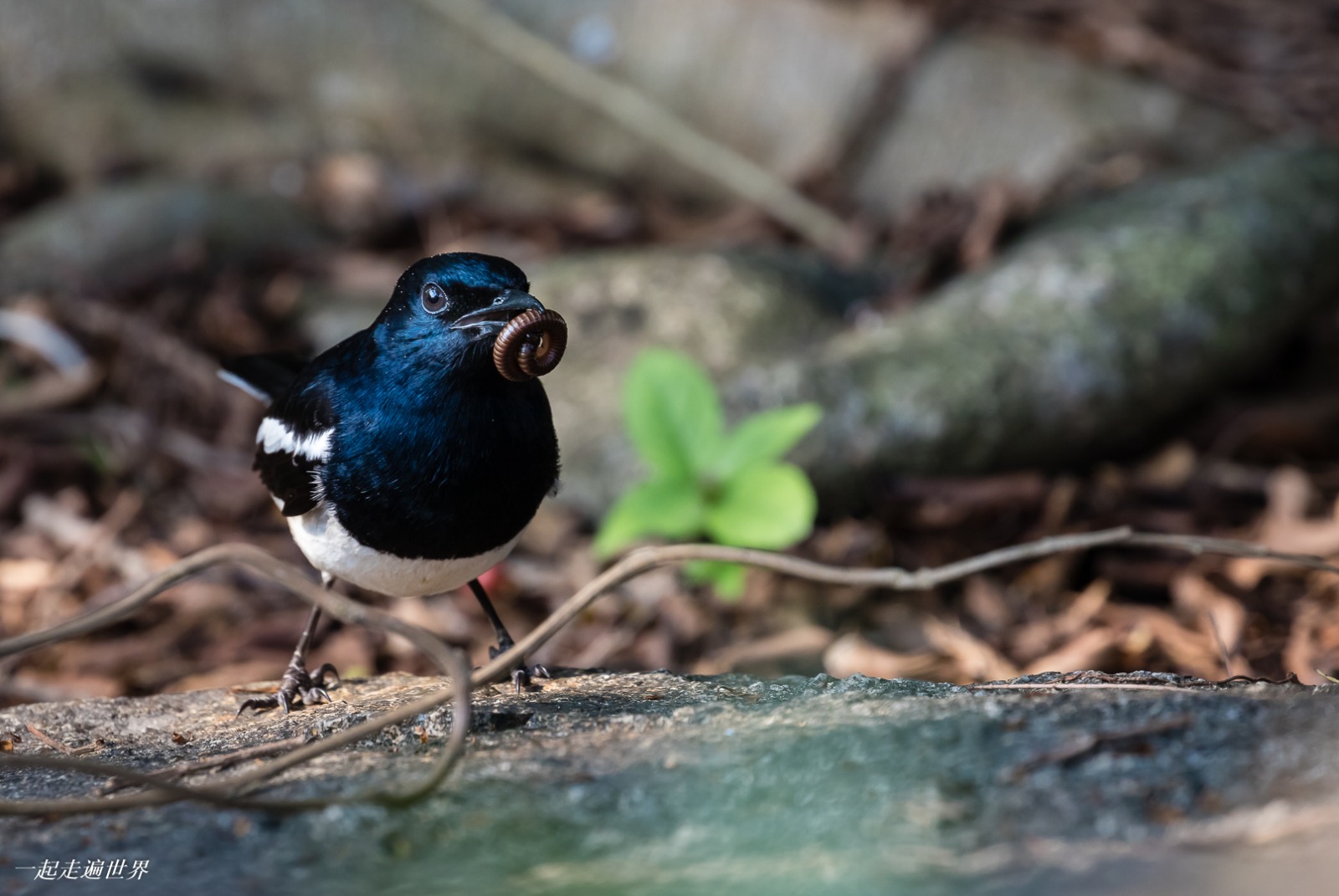 Birds 