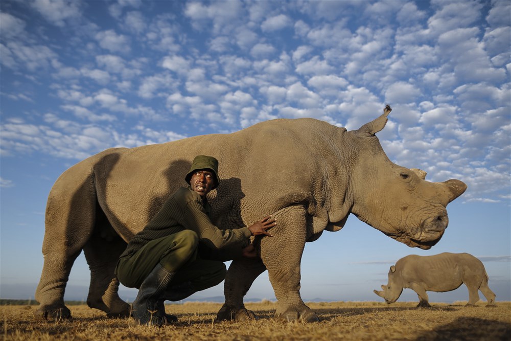 Rhinos