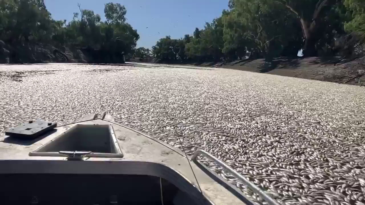Photoshows dead fish clogging a river near the town of Menindee in New South Wales