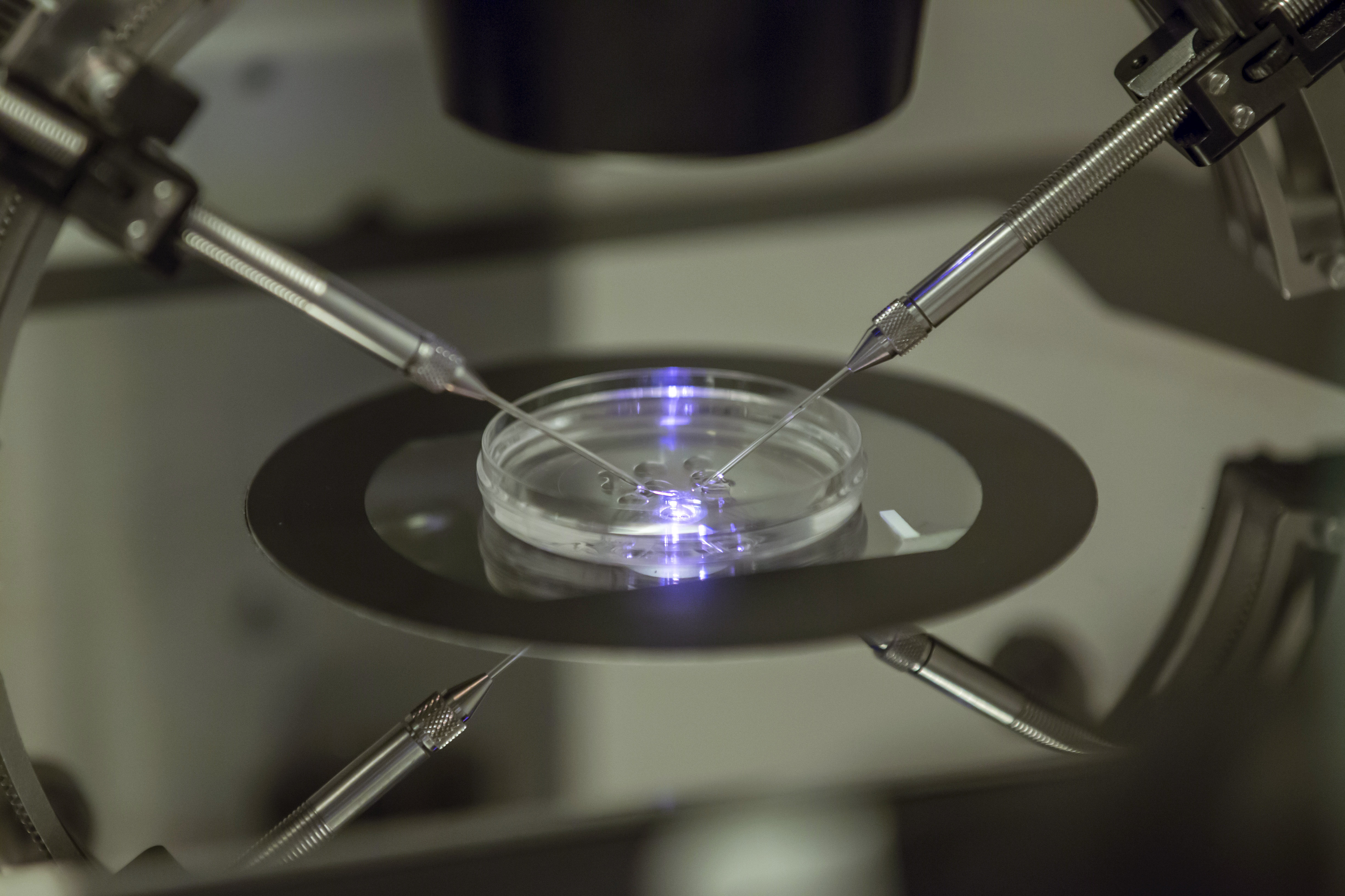 Petri dish