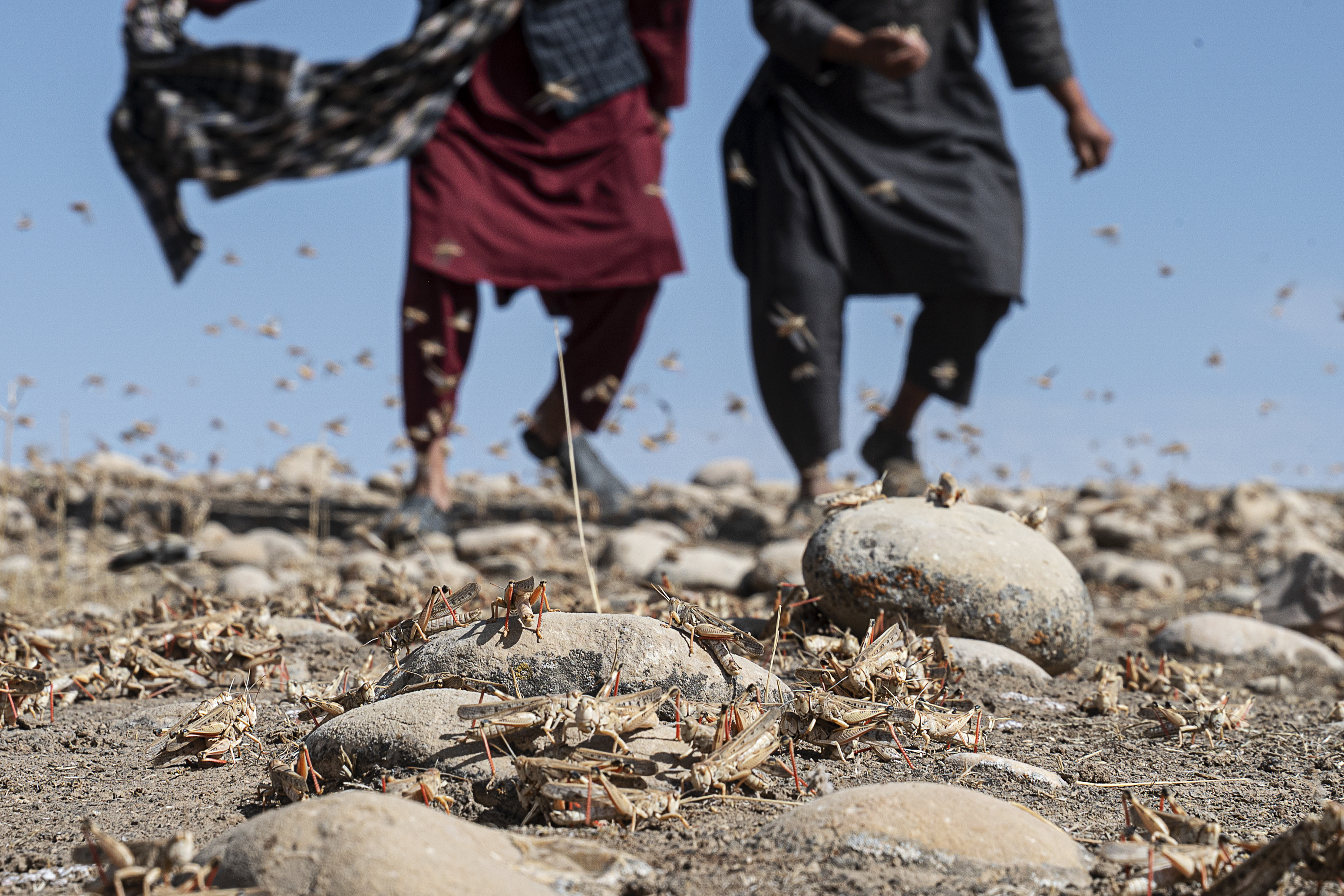Locusts feed on grassland