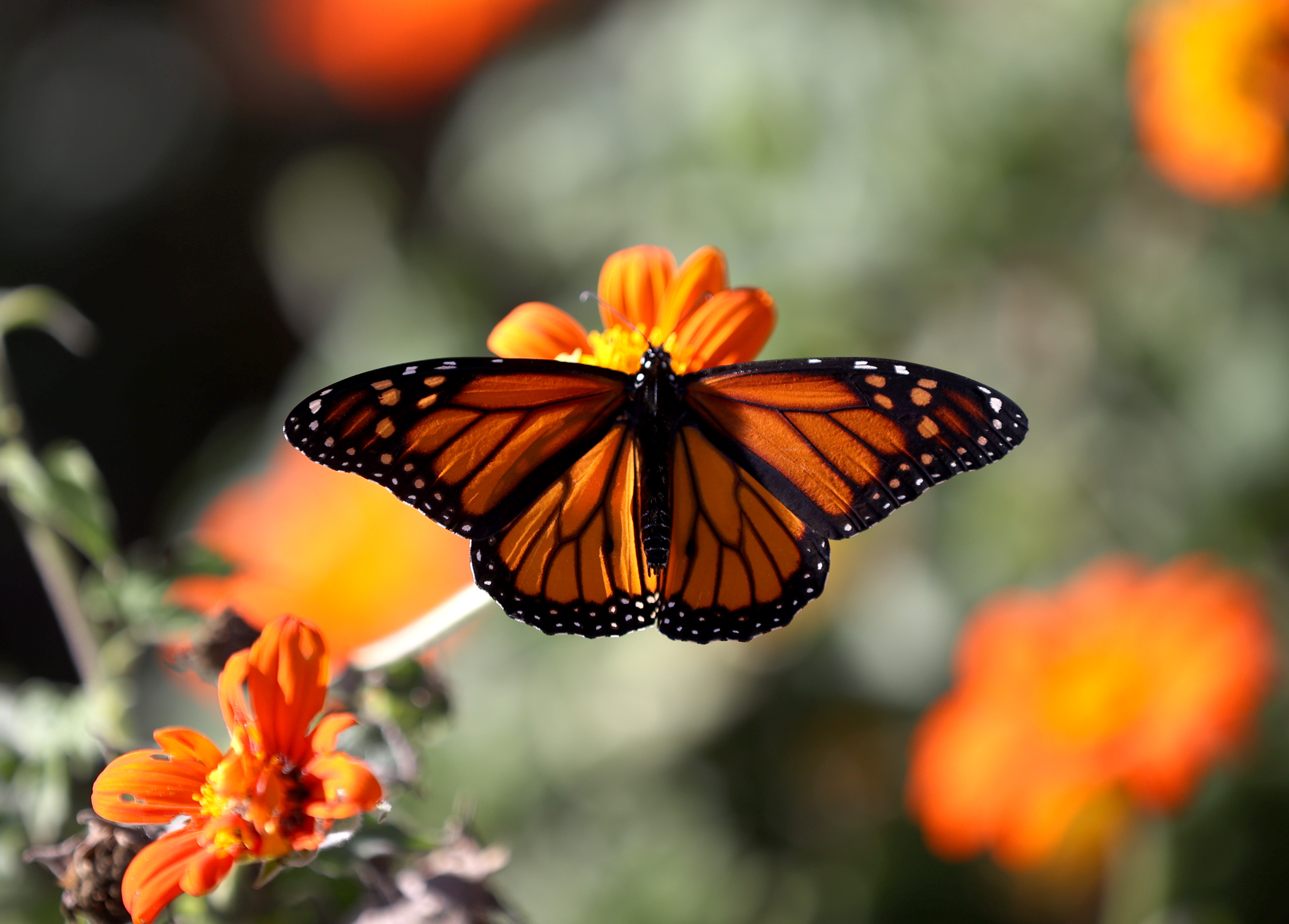 butterfly