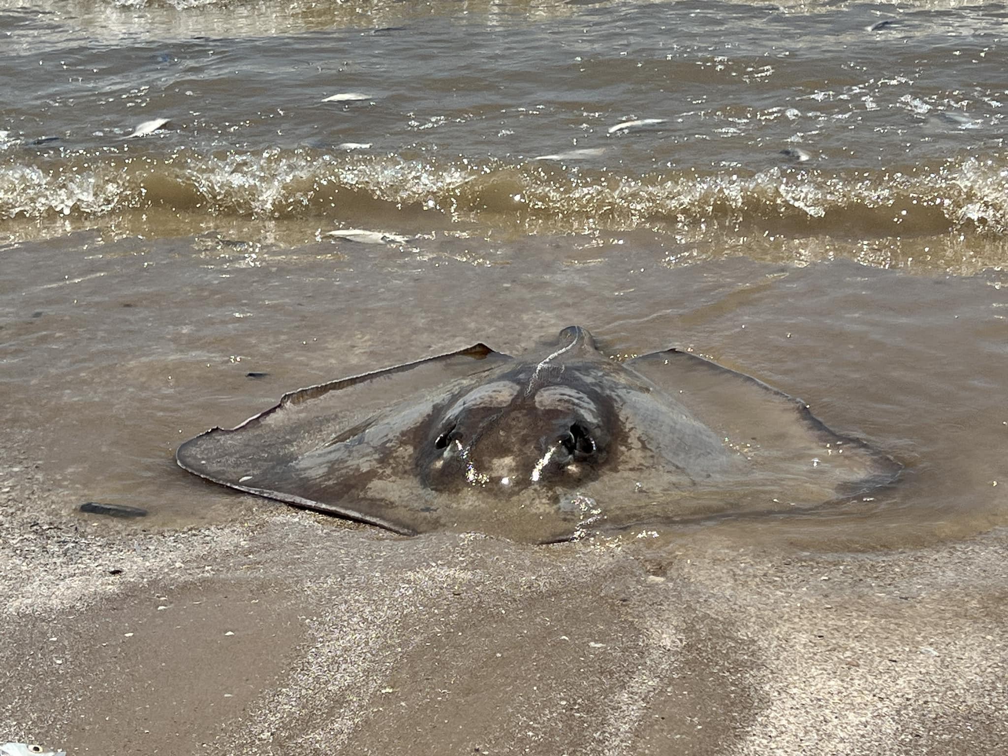 Authorities investigated whether the cause of fish death was due to marine pollution or low oxygen levels in coastal waters due to warming ocean water