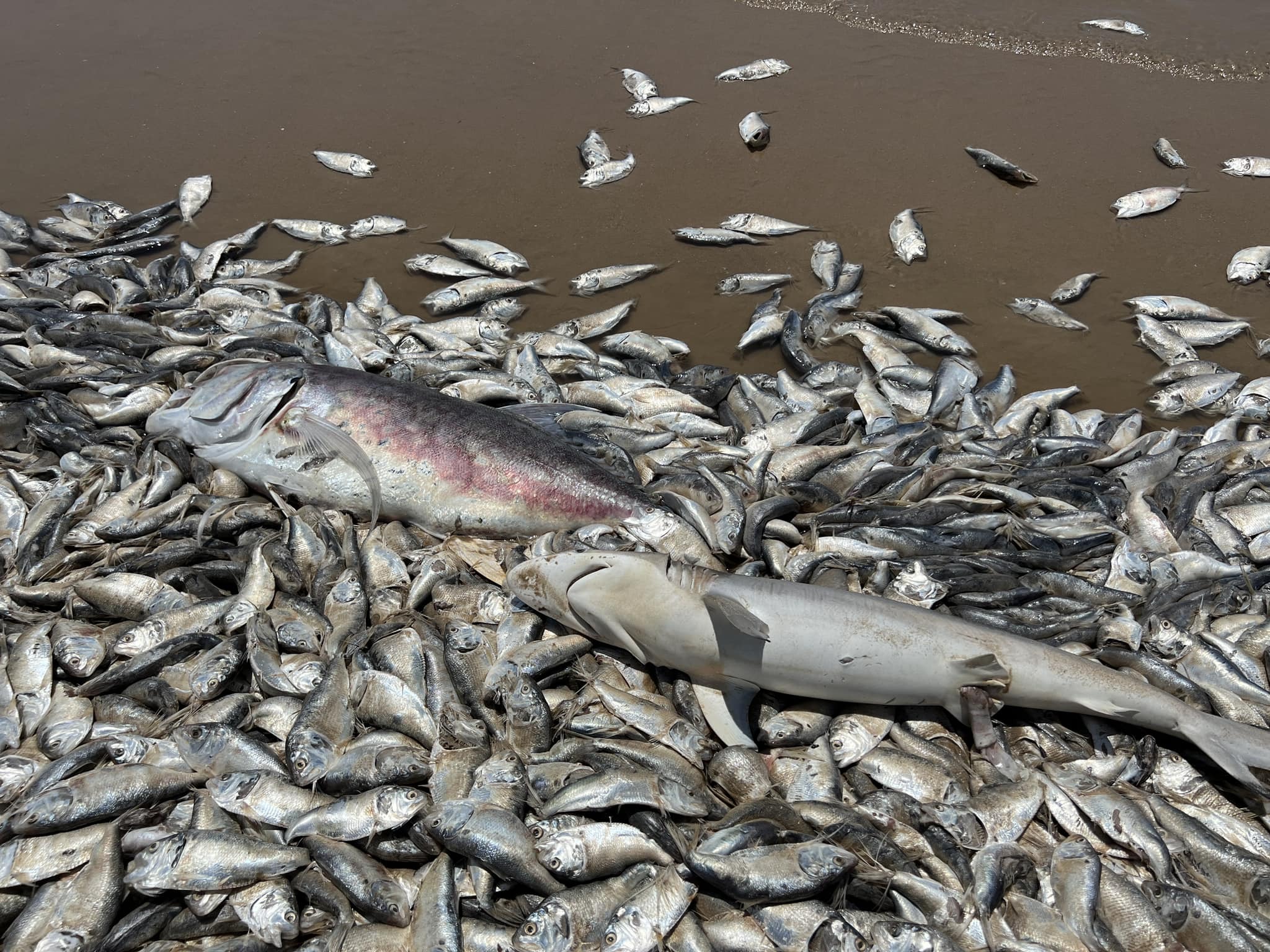 Officials in Texas’s Brazoria and Quintana counties said thousands of dead fish have washed up on beaches since Friday