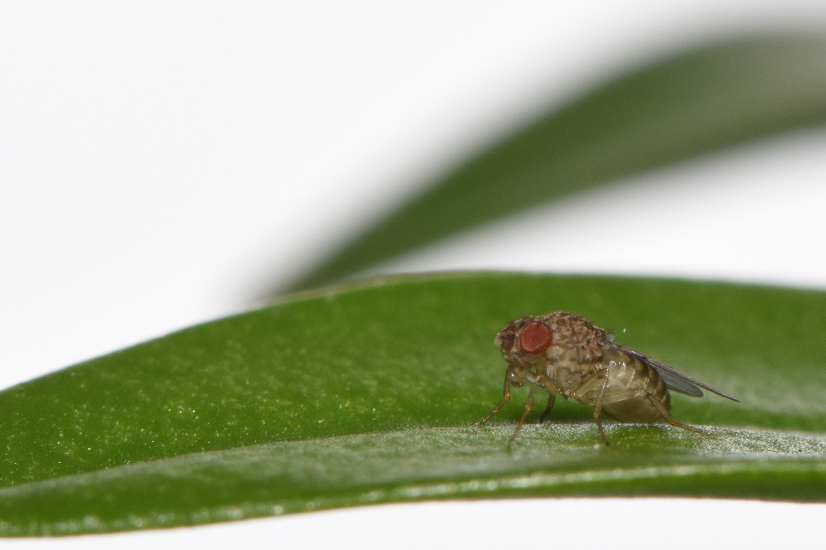 This undated handout photograph released on July 28, 2023 shows a fruit fly that is the offspring of a virgin birth