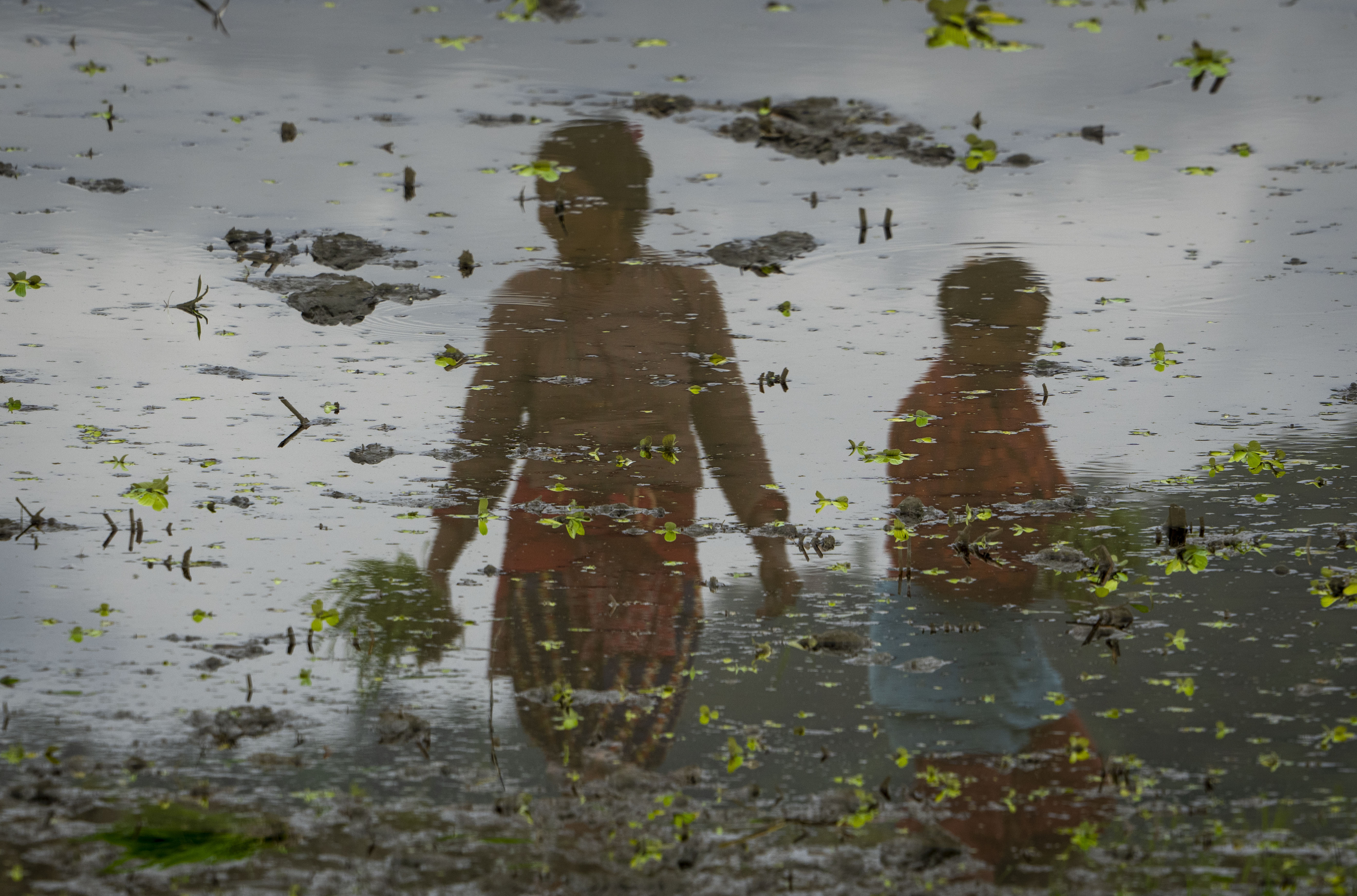 Farmers in Nepal celebrate rice planting day with special feasts and festivities