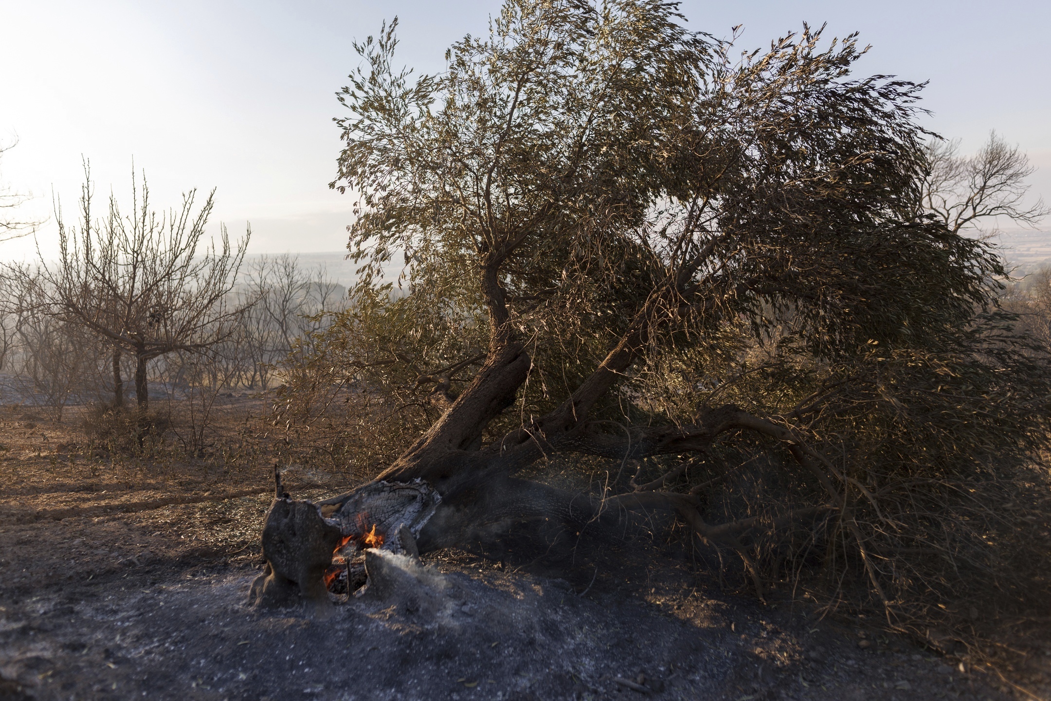 Greece Wildfires