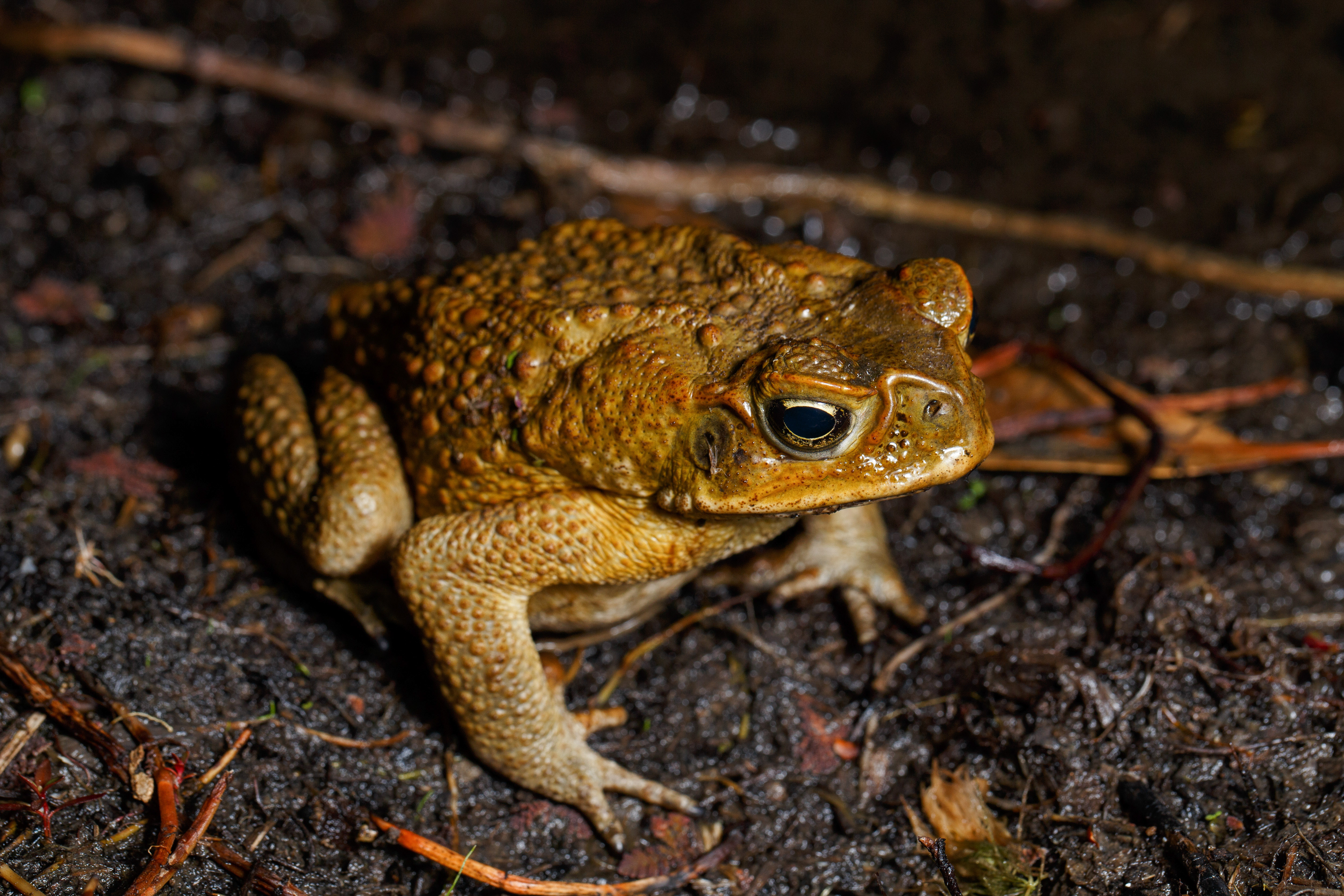 Cane Toad (Rhinella marina) near wetland habitat in Australia