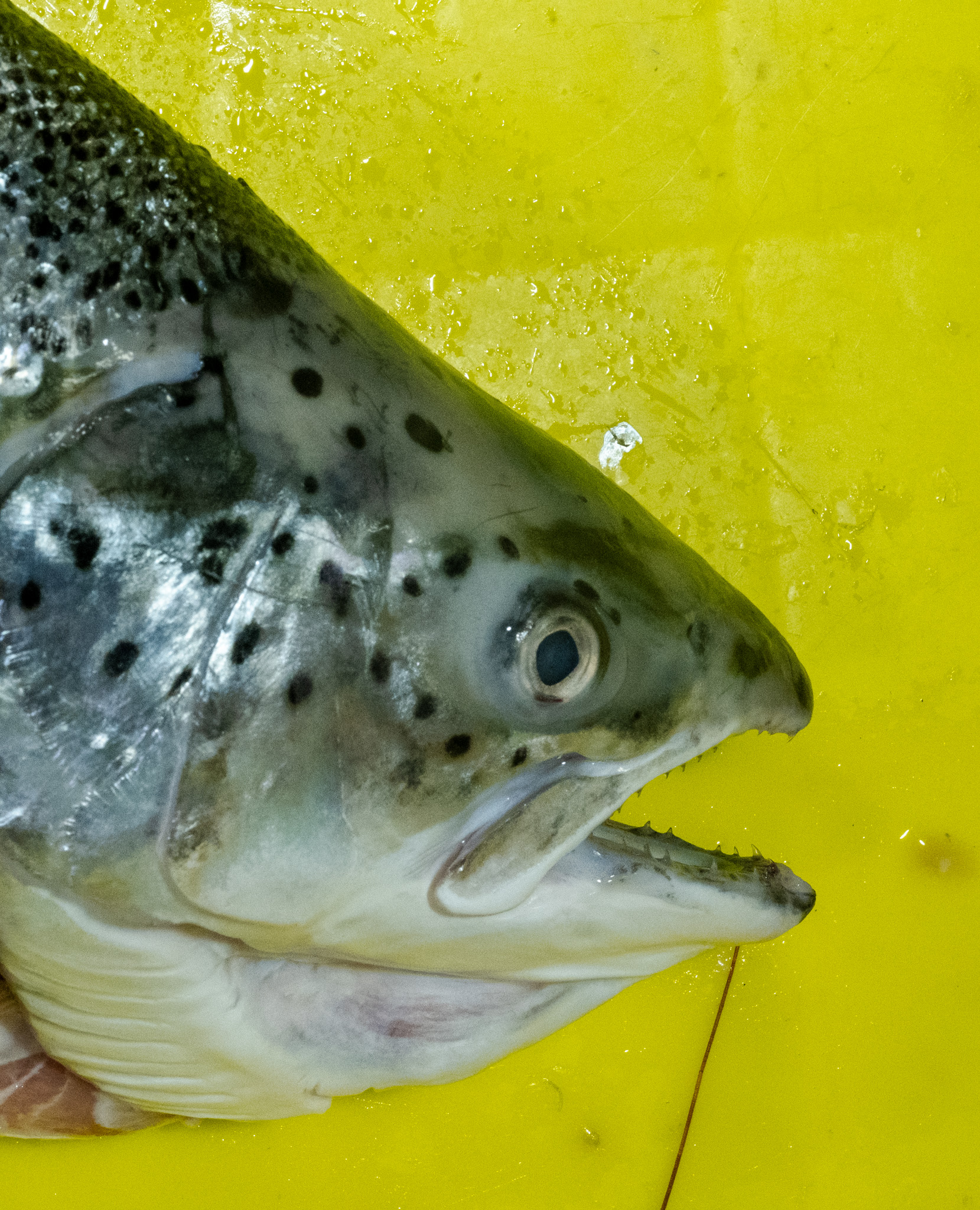 fish Jaffa