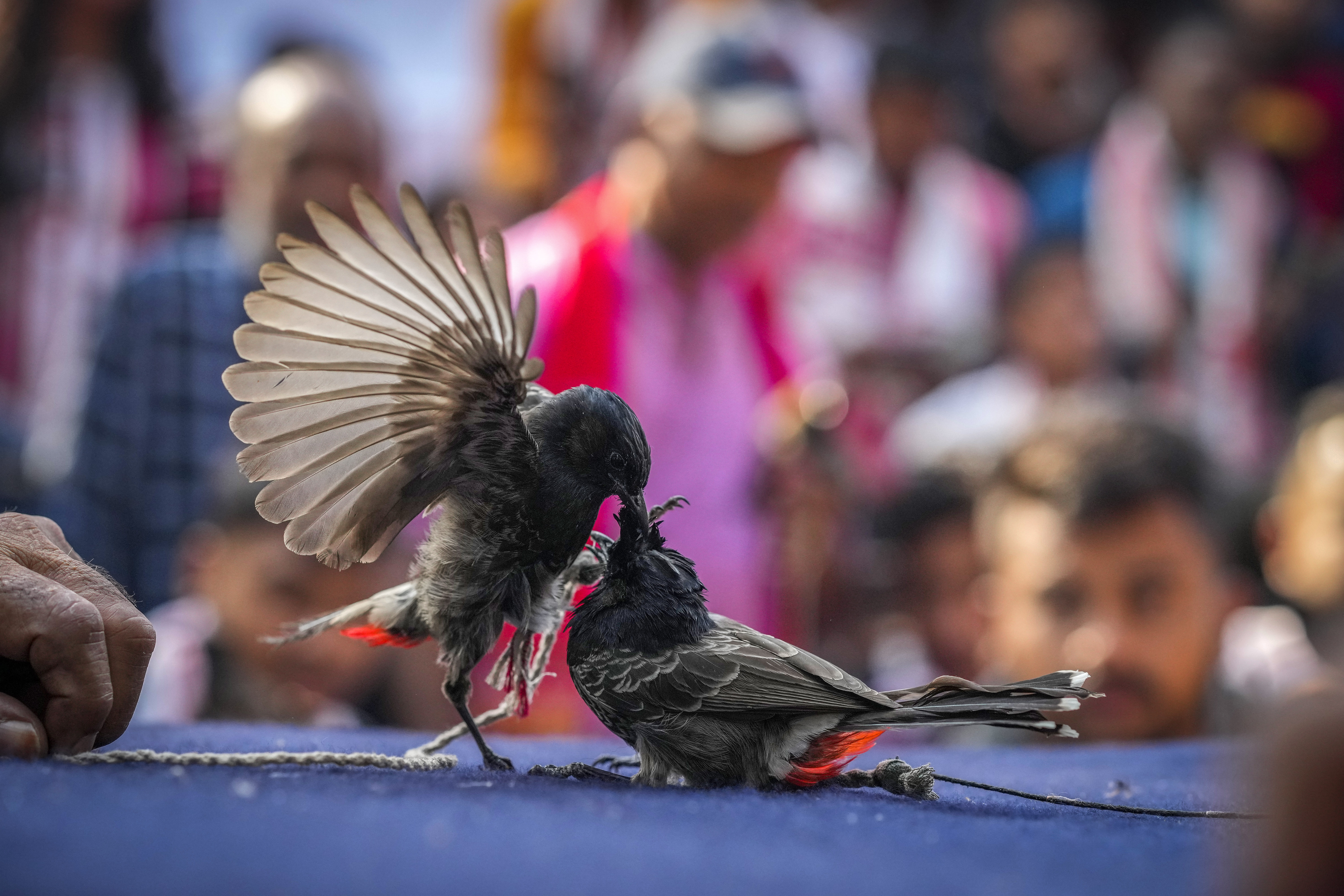 Two bulbul birds fight