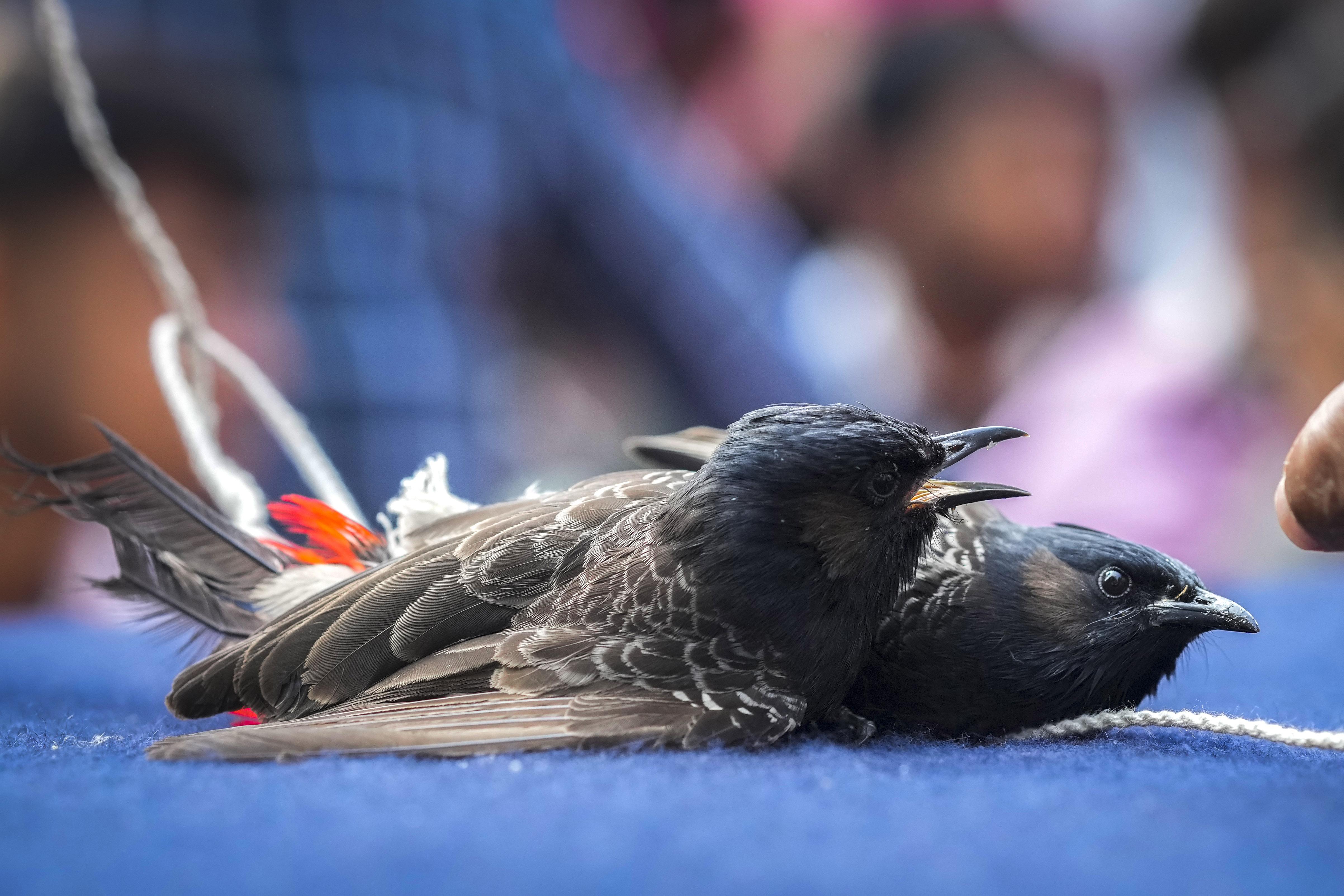 Two bulbul birds fight