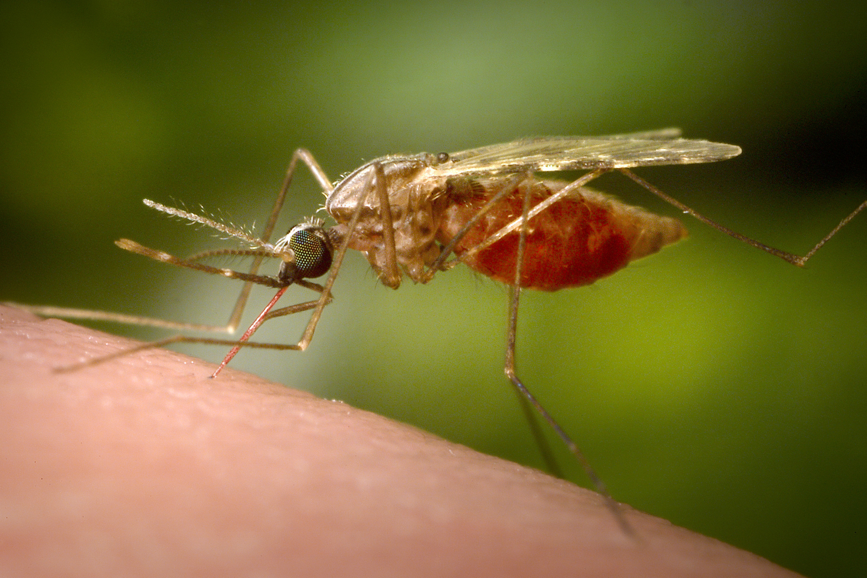 female anopheles mosquite