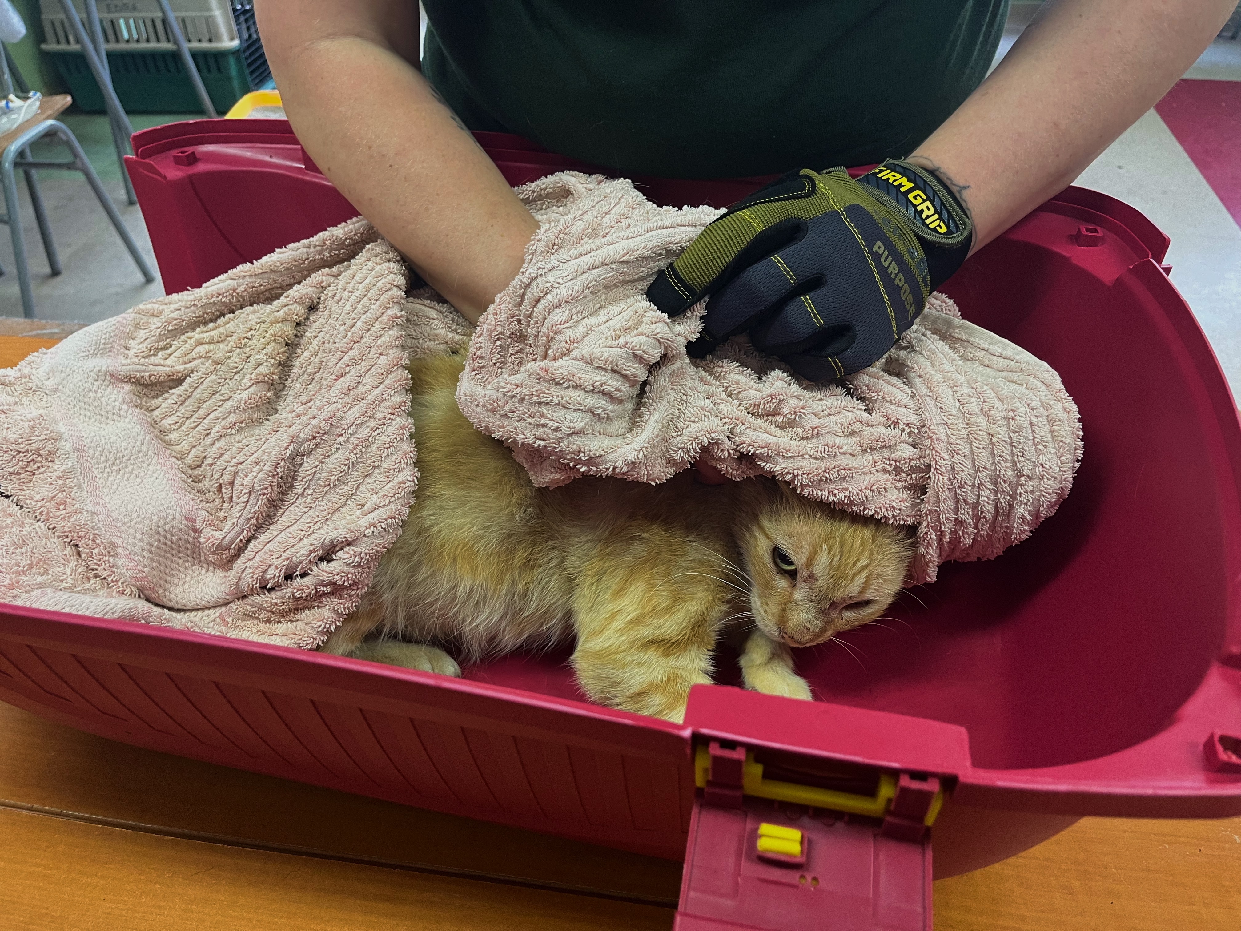 Workers at a makeshift animal clinic in the city of Viña del Mar towel off a ginger cat recovered after Chile’s wildfires