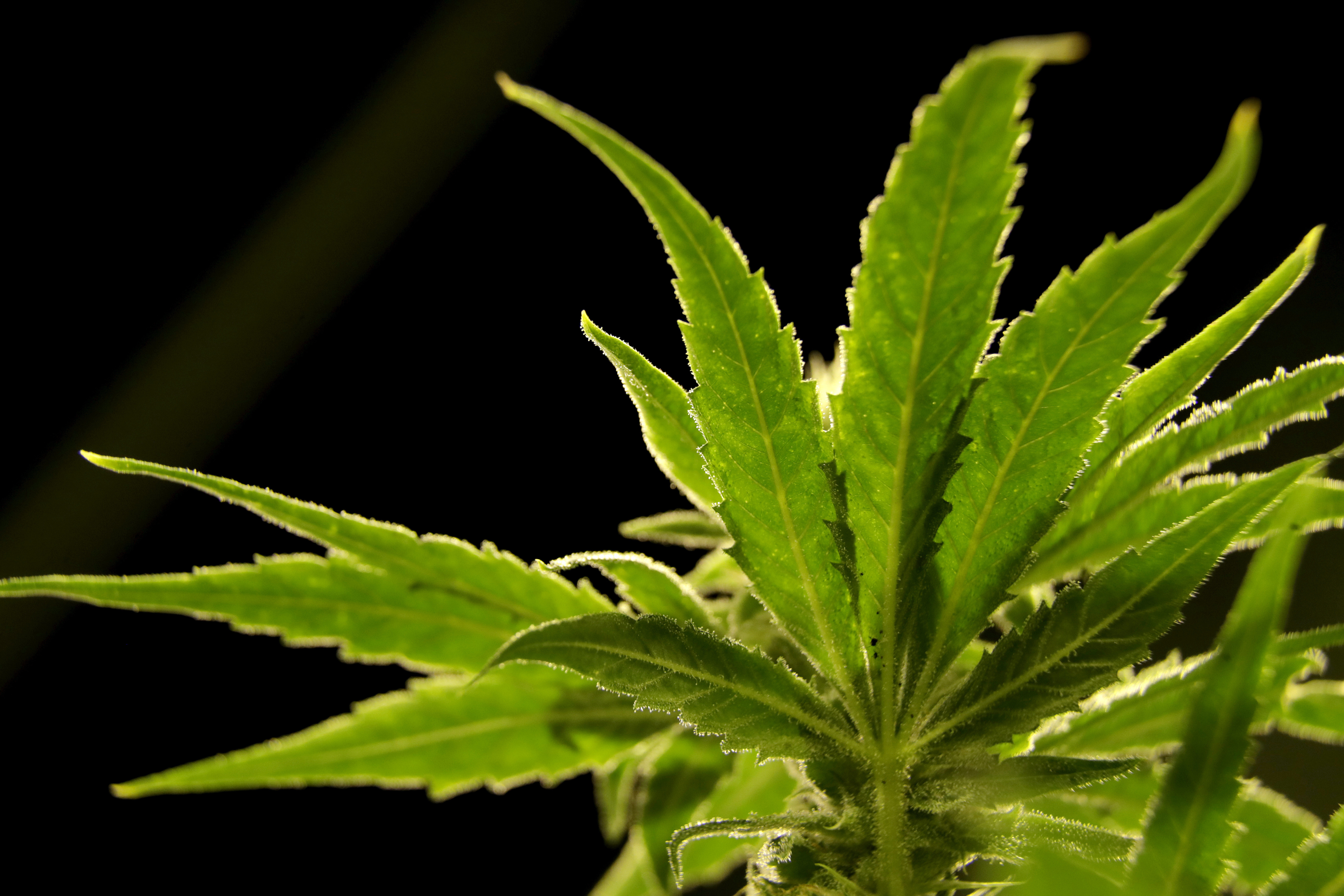 cannbis