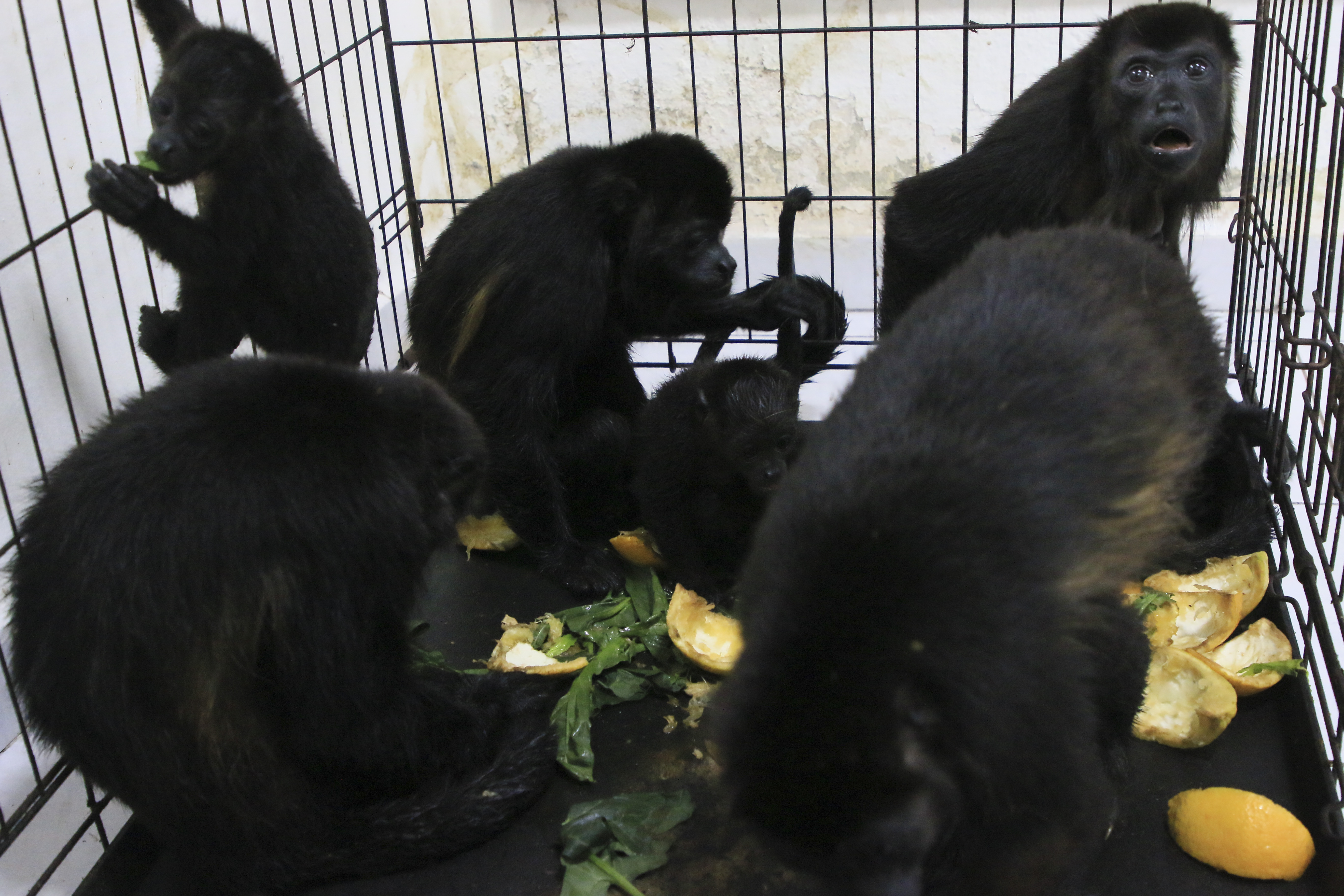 Mexico heat wave monkeys dying, birds getting air-conditioning, lions get popsicles