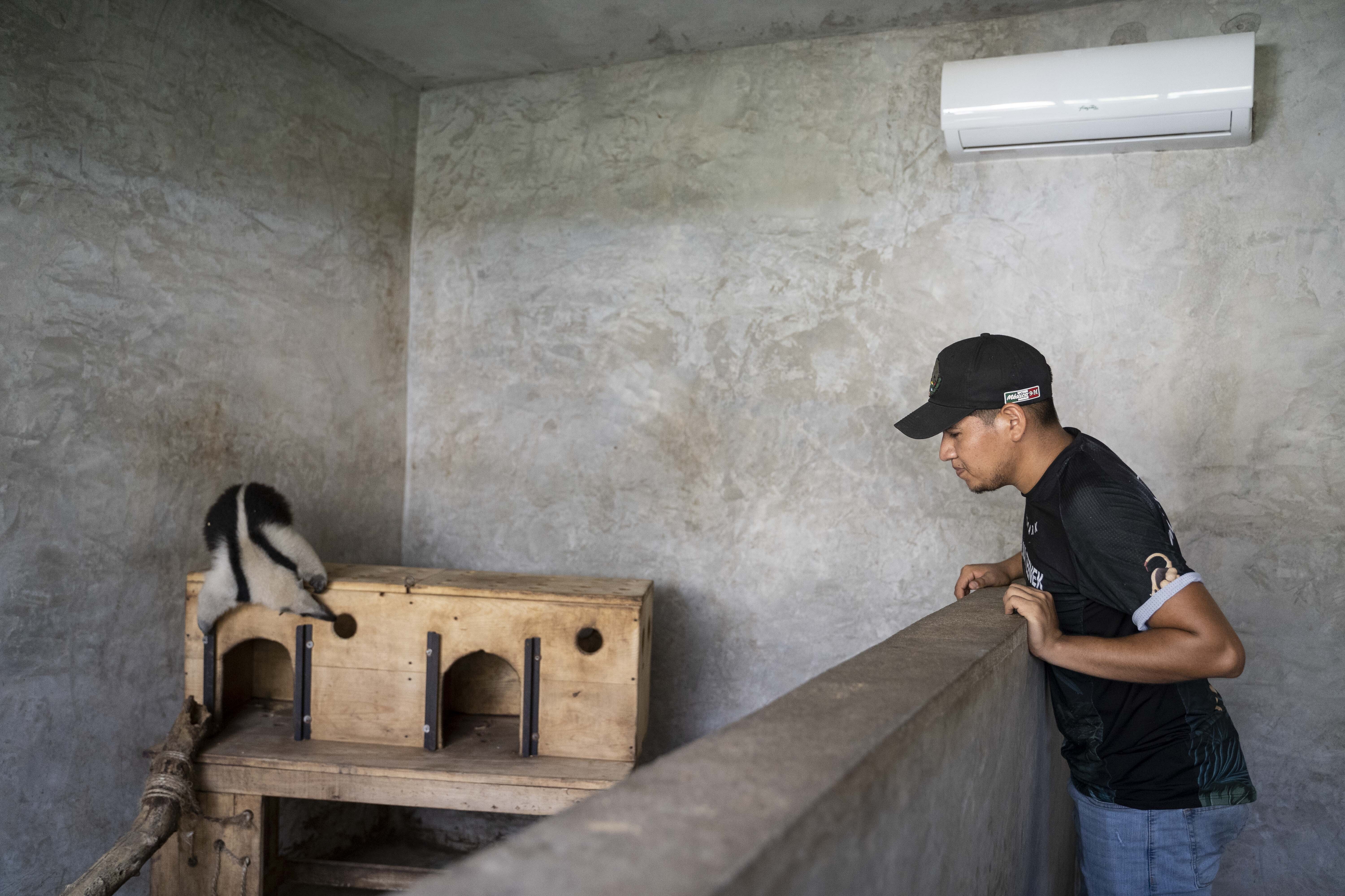 Mexico heat wave monkeys dying, birds getting air-conditioning, lions get popsicles
