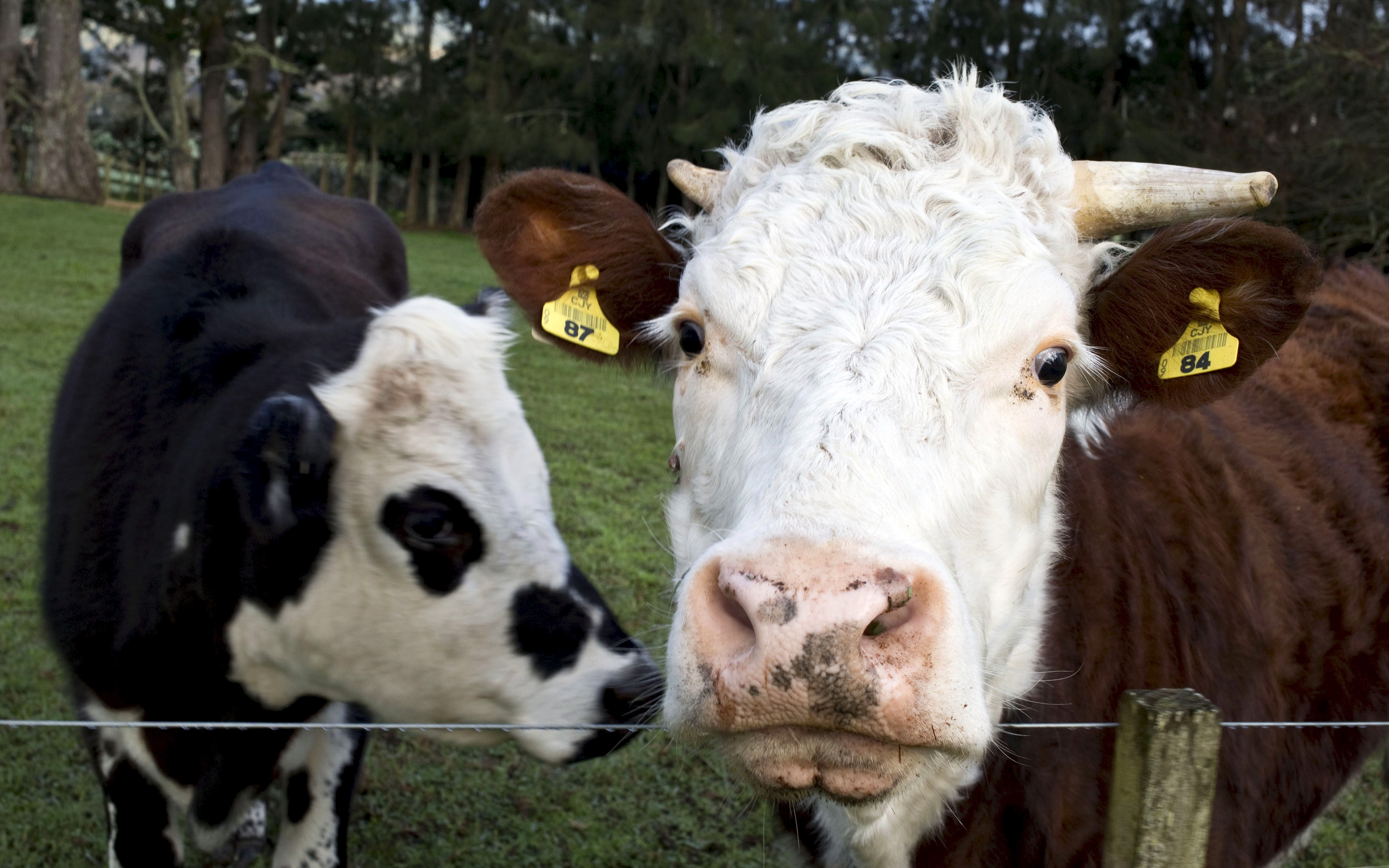 NZ cows