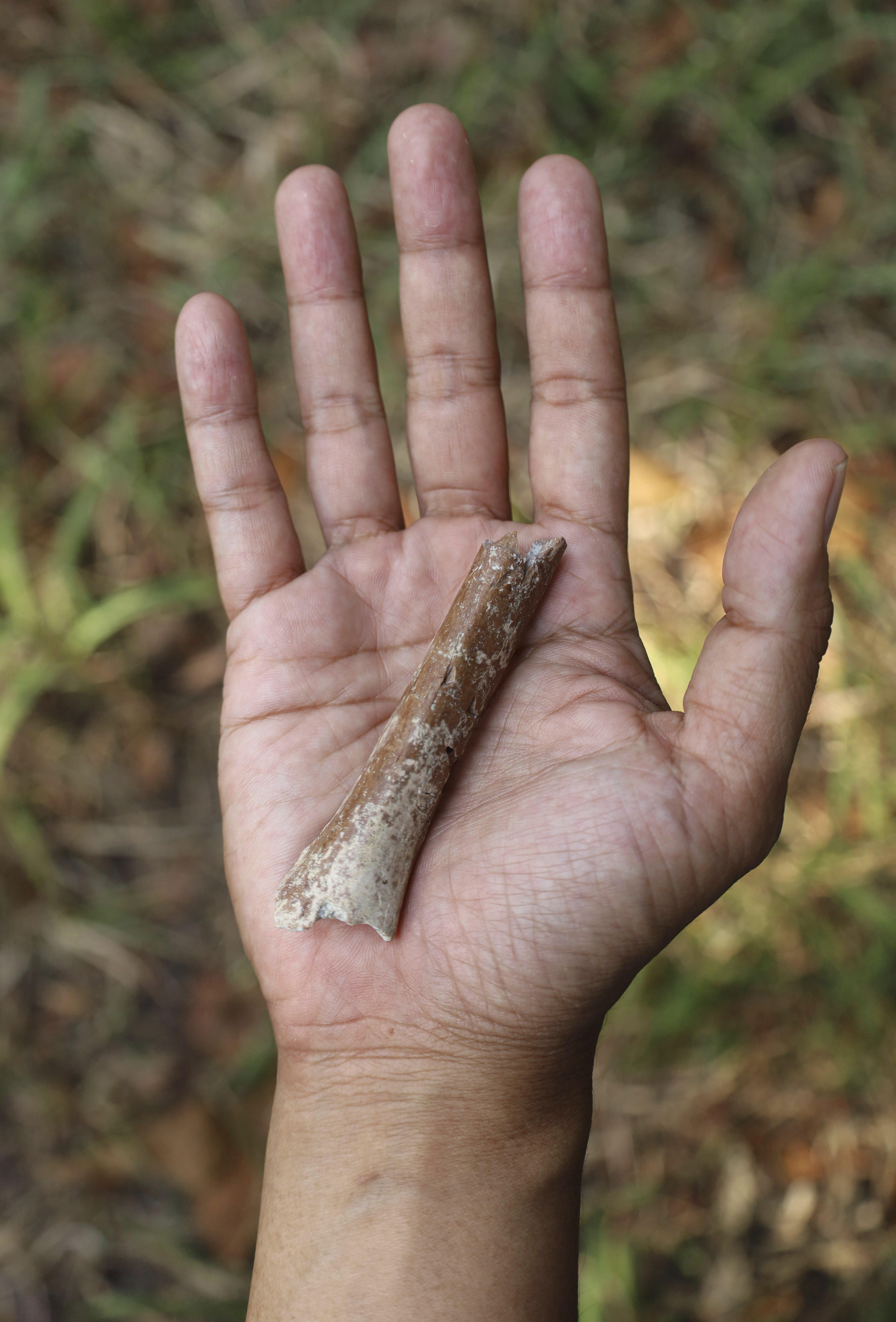 The tiny arm bone fragment was found in 2016 [Yousuke Kaifu via AP Photo]