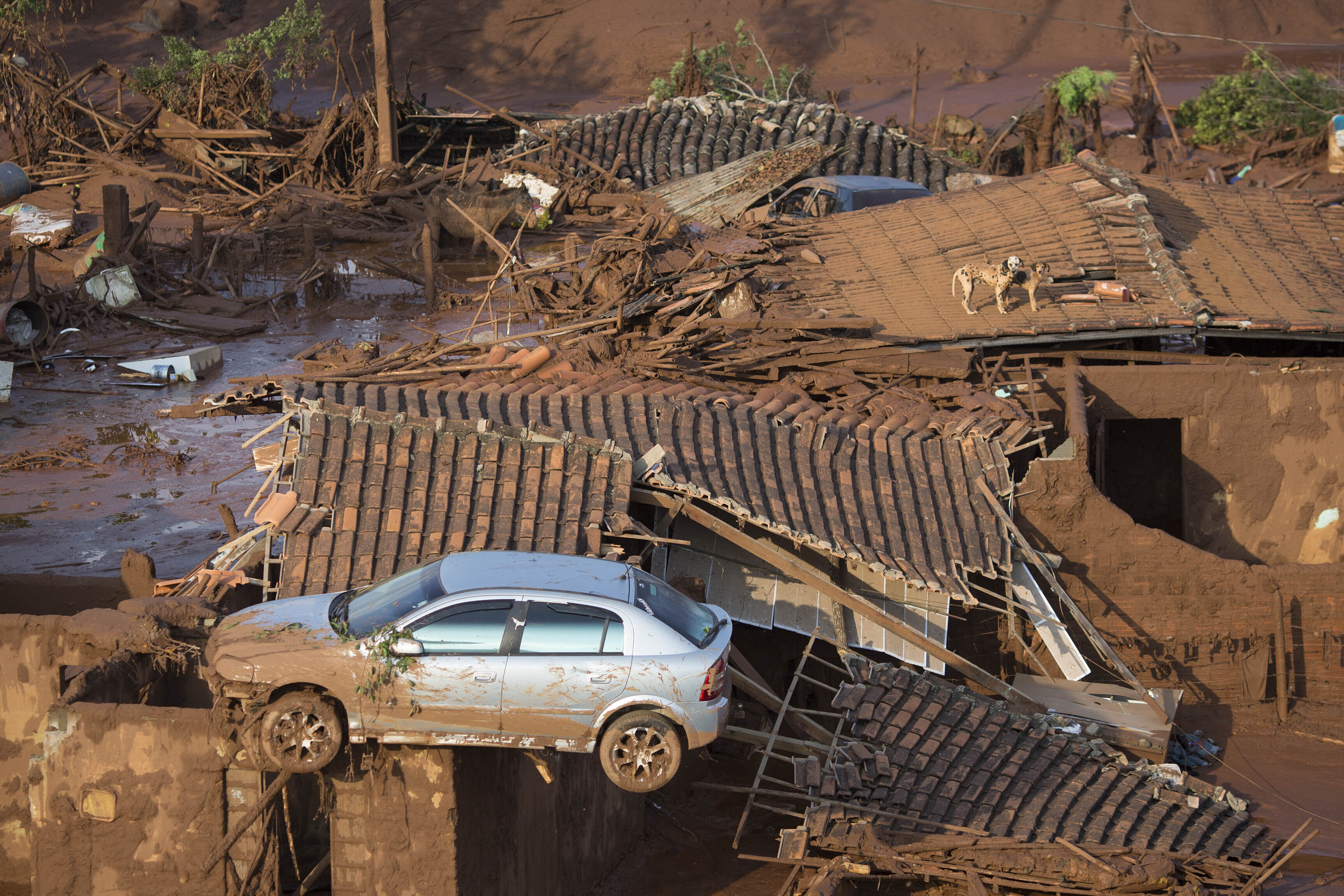 A car and two dogs on the roof of destroyed houses.