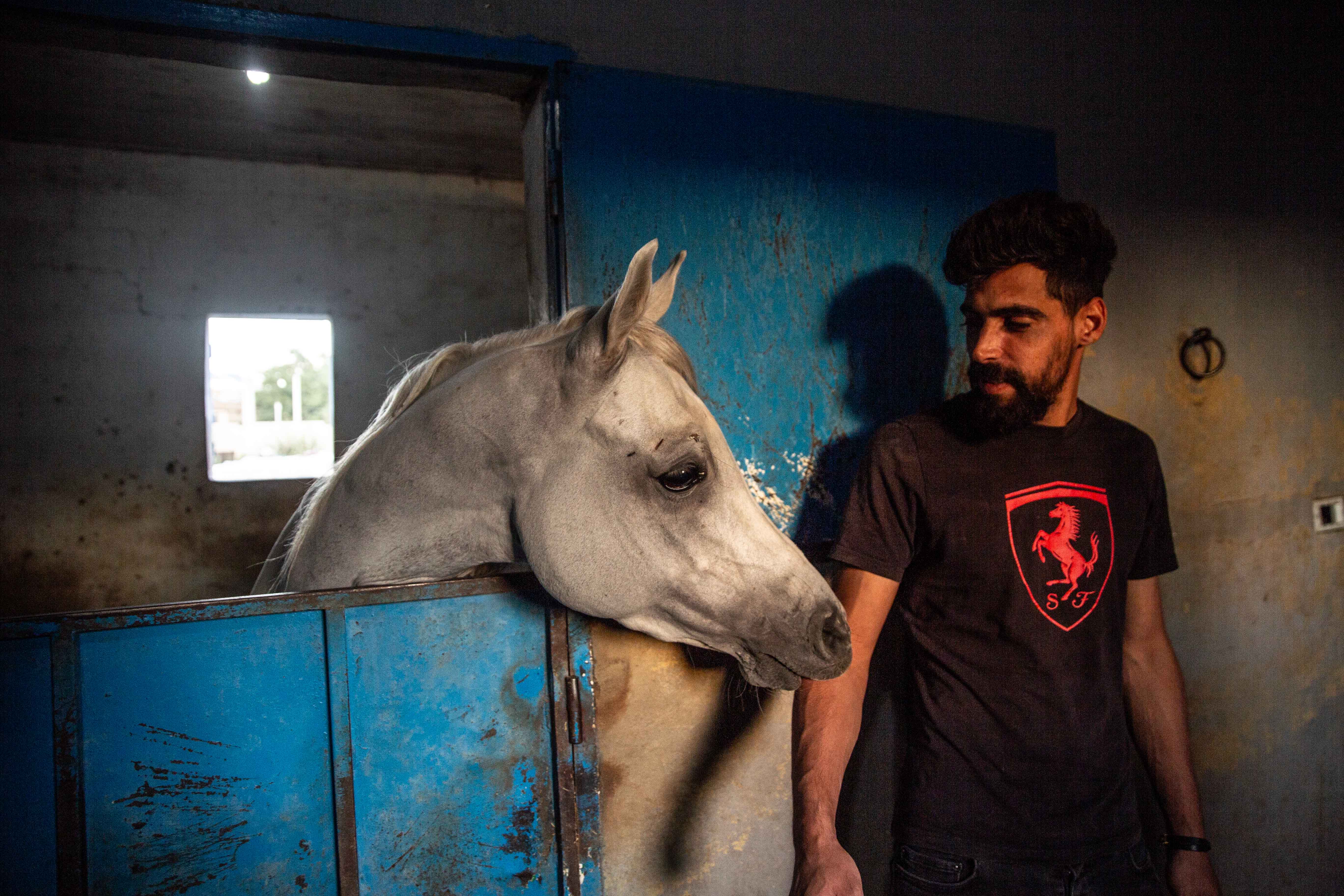 Traumatised horses
